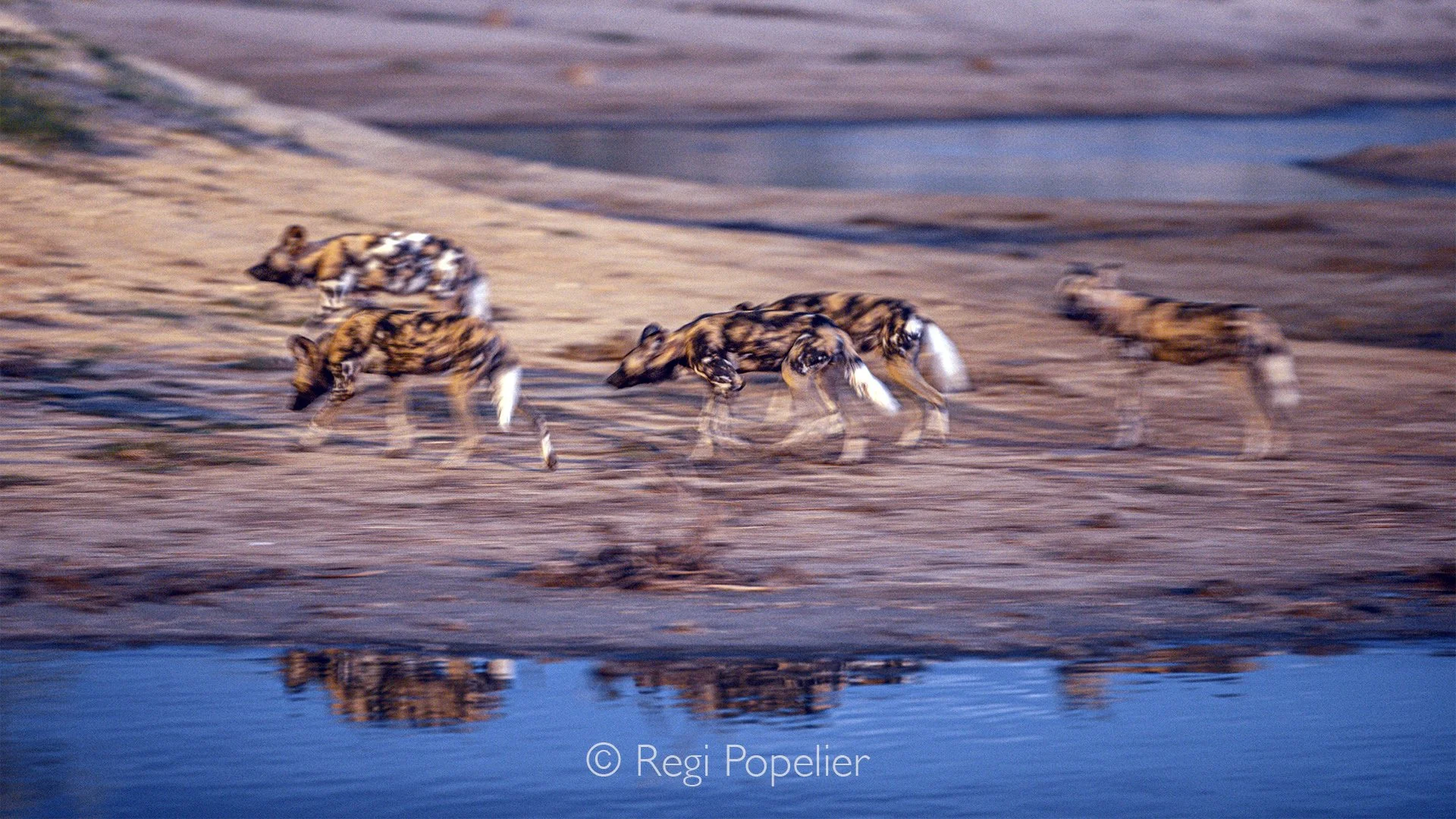 Namibia024 - Behind the motion blur. Photographed with a slow shutter speed, this shot emphasizes the chaotic speed of a passing pack. Their unique tricolor coats dissolve into streaks, mirroring their camouflage in the moving bush.