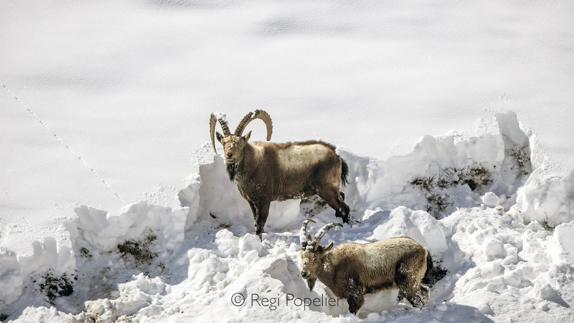 HIMA021 - Bleu sheep , digging in the snow hoping to find food. 