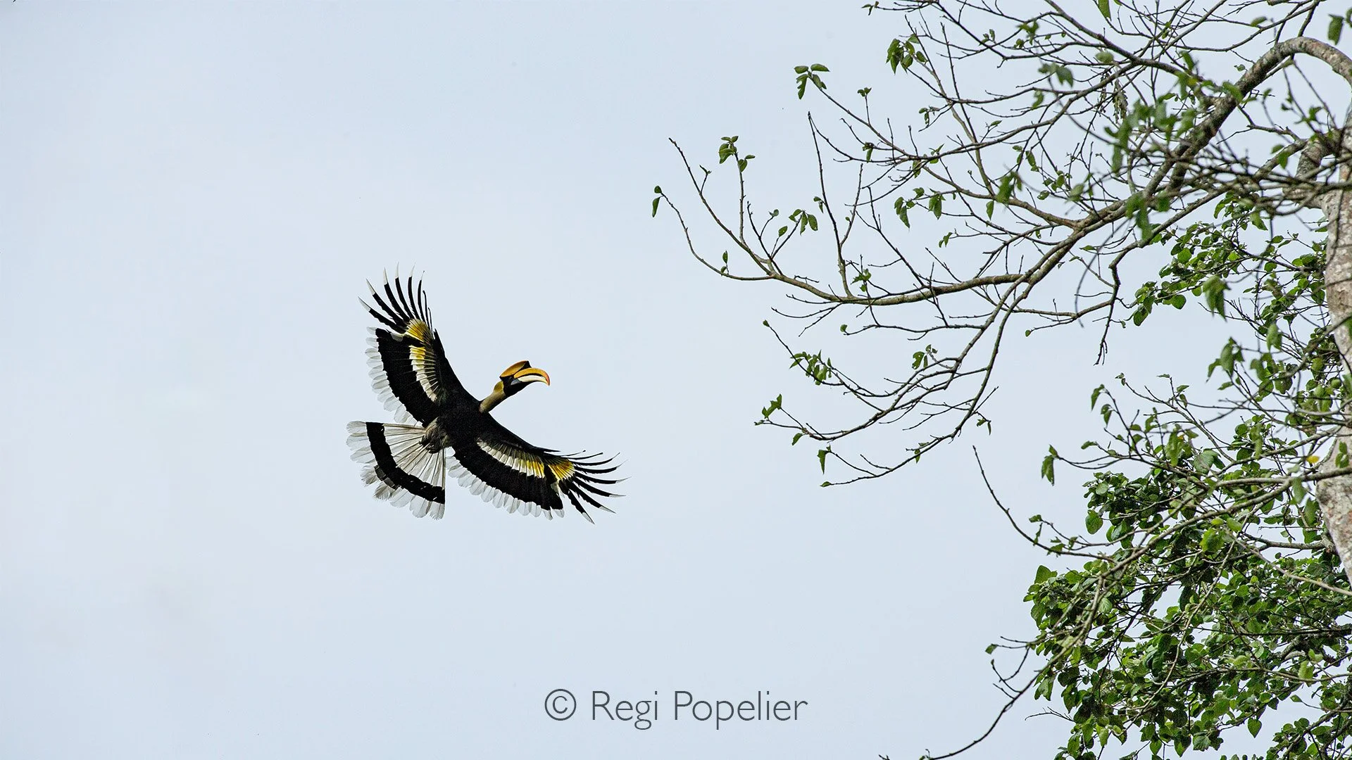 INDAI005 - Greater Hornbill in flight to it's nest.