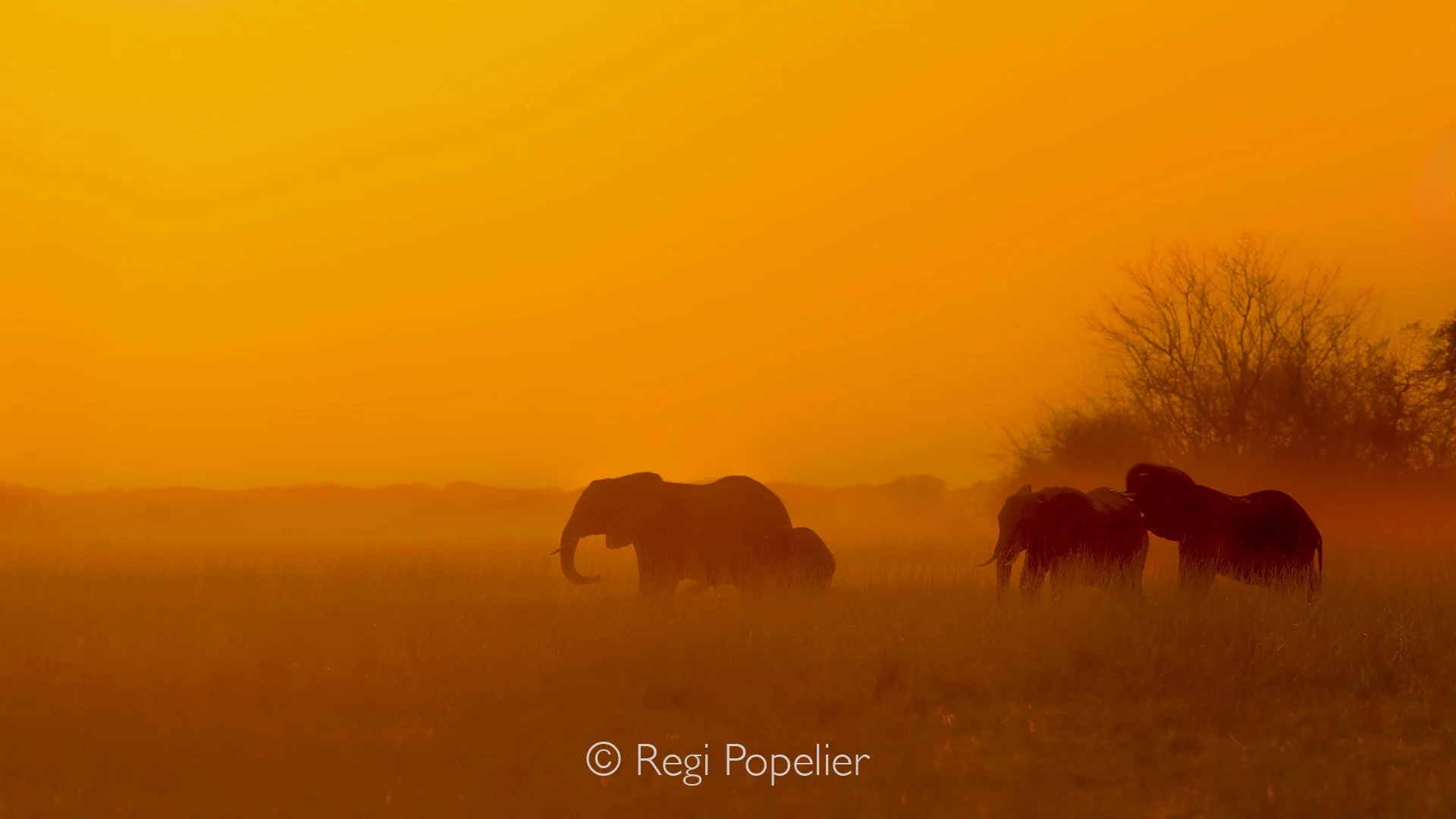 ZAMBIA036 - Evening photography at the planes of South Luangwe. 