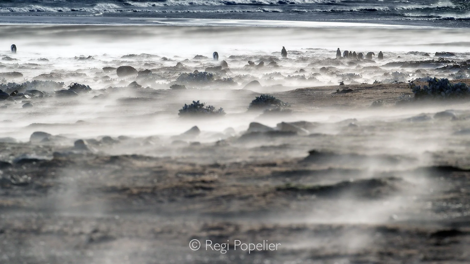FAL013 - Capturing gentoo penguins navigating the harsh coastal weather on their way to the sea.Patience and luck to be there when the nature fires.
