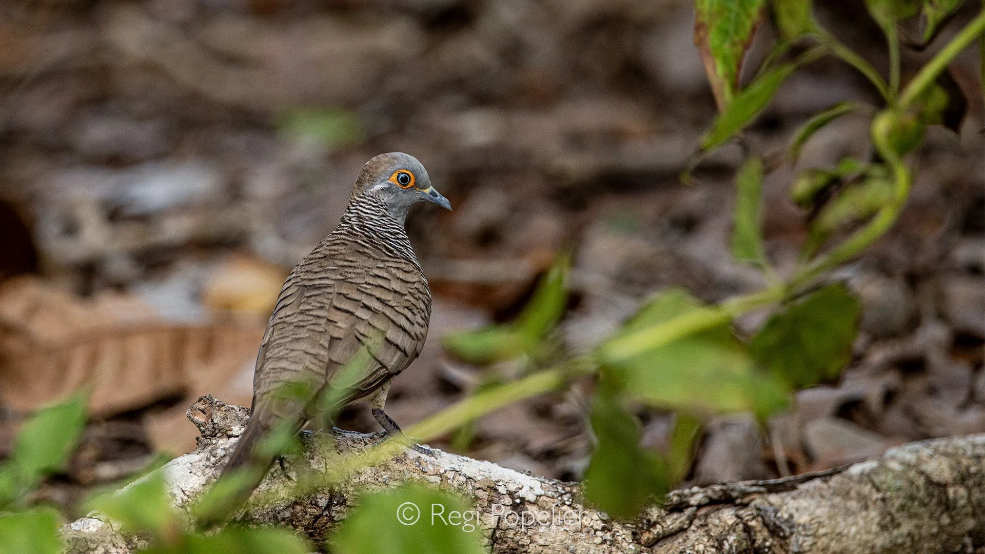 INDO054 - Bar-shouldered Dove.