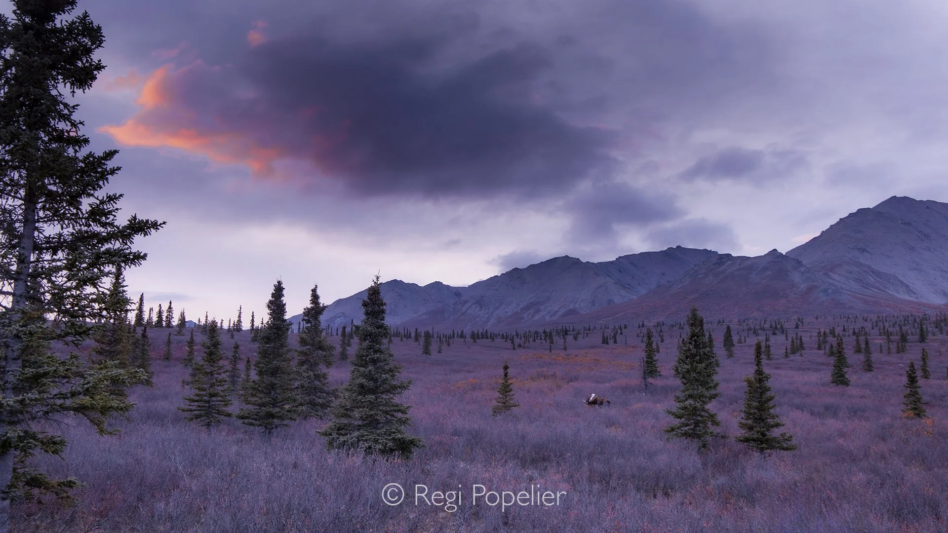 AL020 - Spectacular sightings in Alaska’s most vibrant season. image taken at Denali NP.