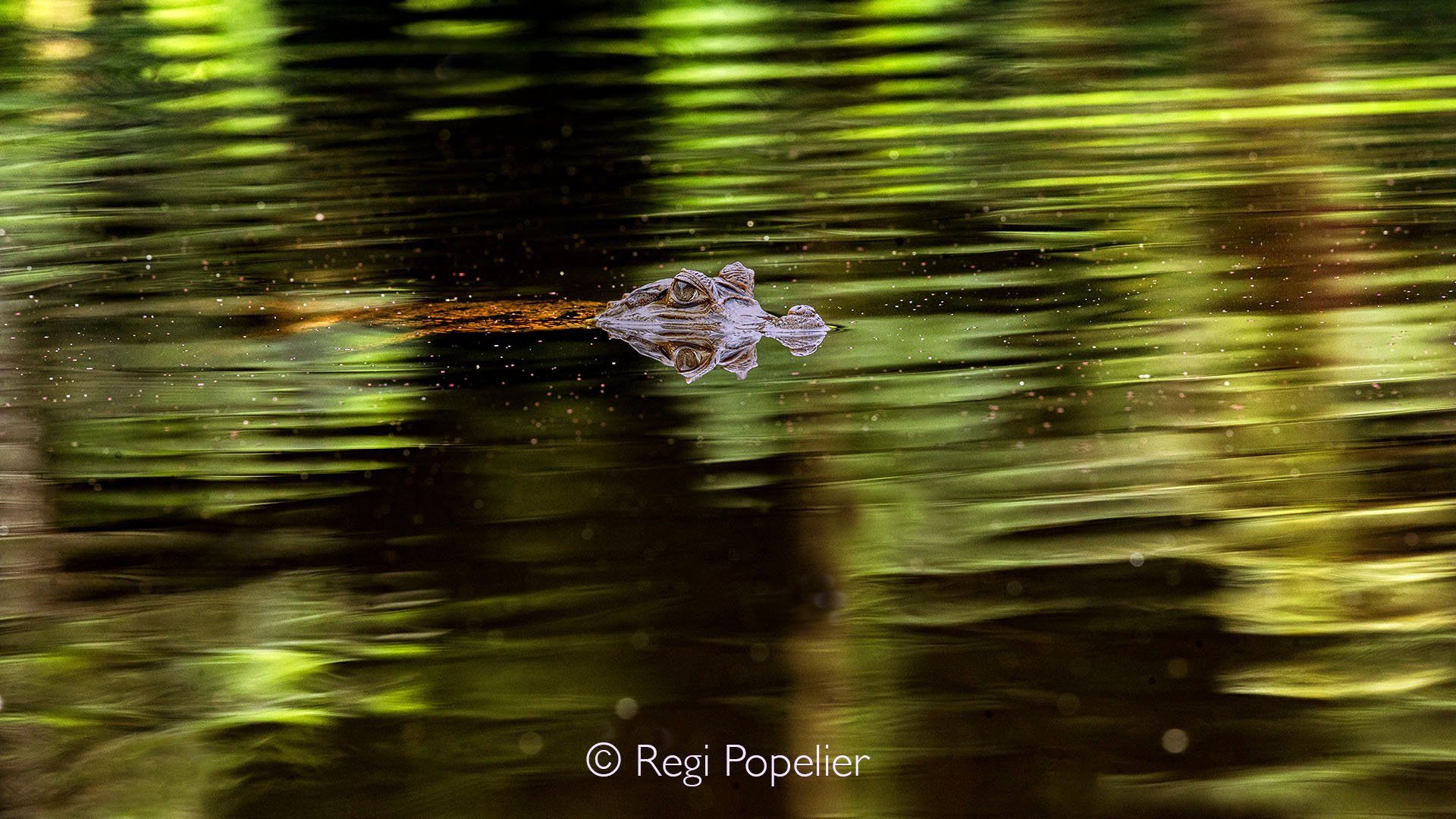 EQ011 - Rimpled  green colored water ( due to algae formation ) stands in big contrast with the juvenile croc.   