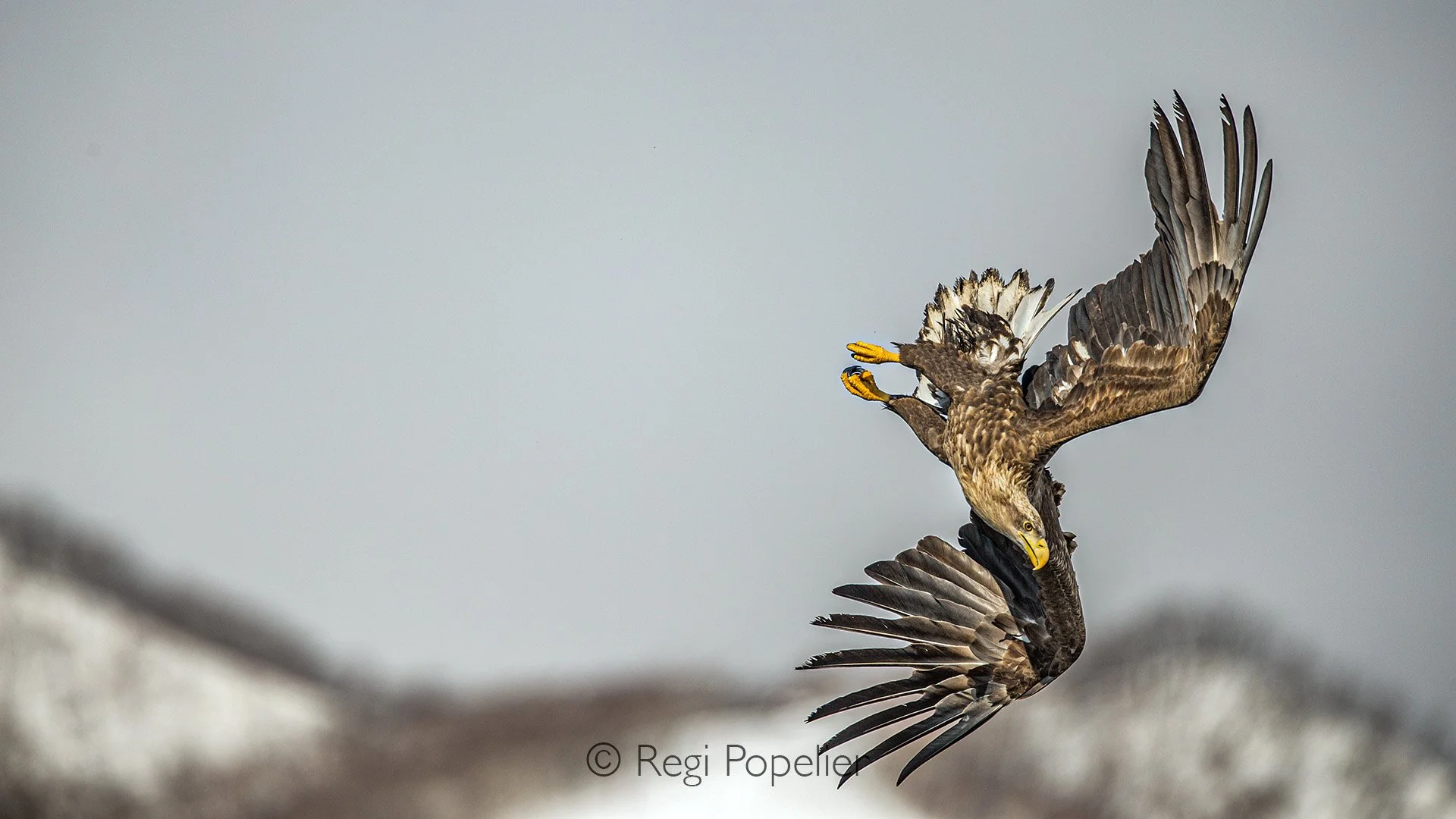 HOK051 -  Breathtaking acrobatic display, twisting, diving, and soaring with effortless power. Each wingbeat and sudden turn showcases its strength and agility, turning the open air into a stage for nature’s ultimate aerial performance.