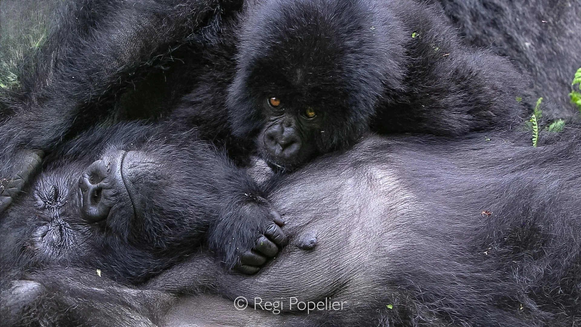 RWANDA015  - The baby peeks from beneath its mother's arm, its bright eyes filled with curiosity while remaining safely protected in the embrace of the family.