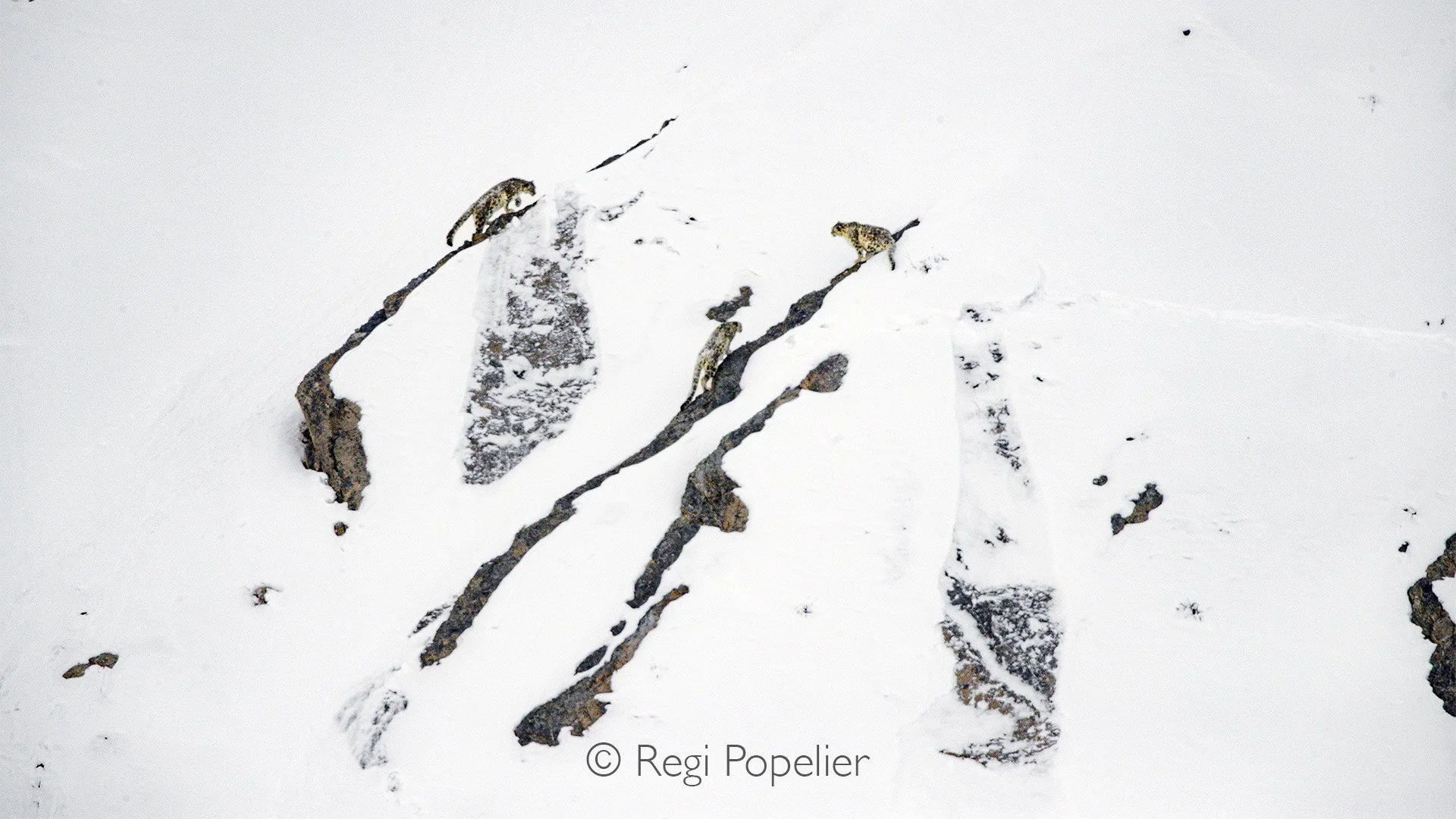 HIMA037 - Mother with two 18 month old cubs
