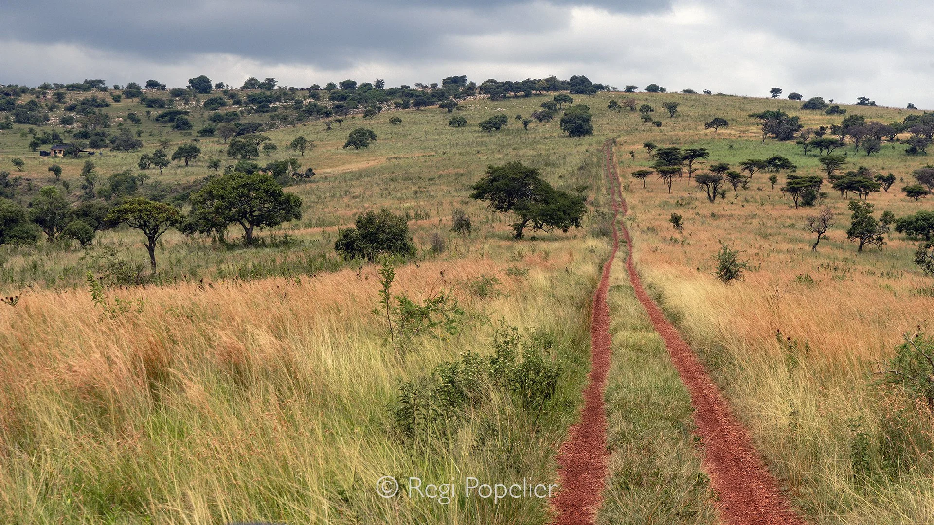 RWANDA061  - A winding red earth road meanders gracefully through the lush landscapes of Akagera National Park, disappearing around gentle hills framed by vibrant green vegetation. The striking contrast between the deep crimson track and the surround