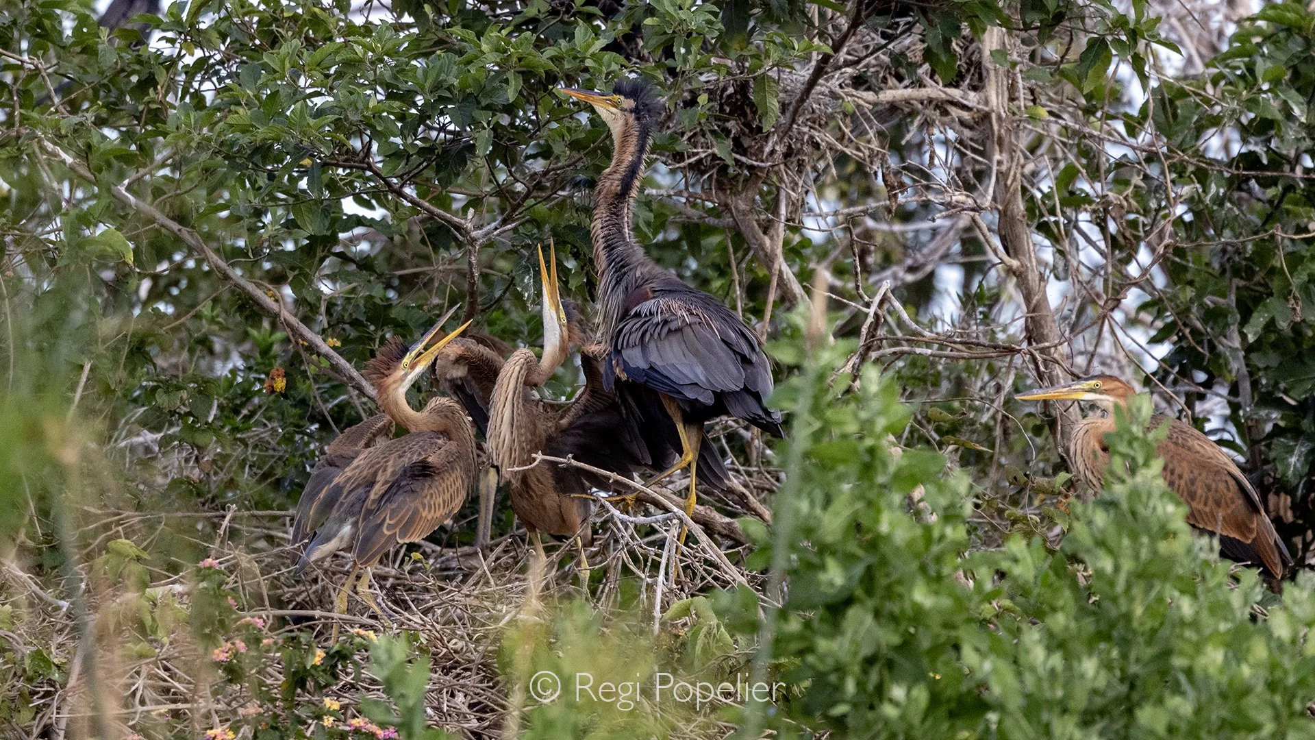 RWANDA070 - Hidden within the dense riverside vegetation, an adult purple heron patiently feeds its growing chicks high above the water.