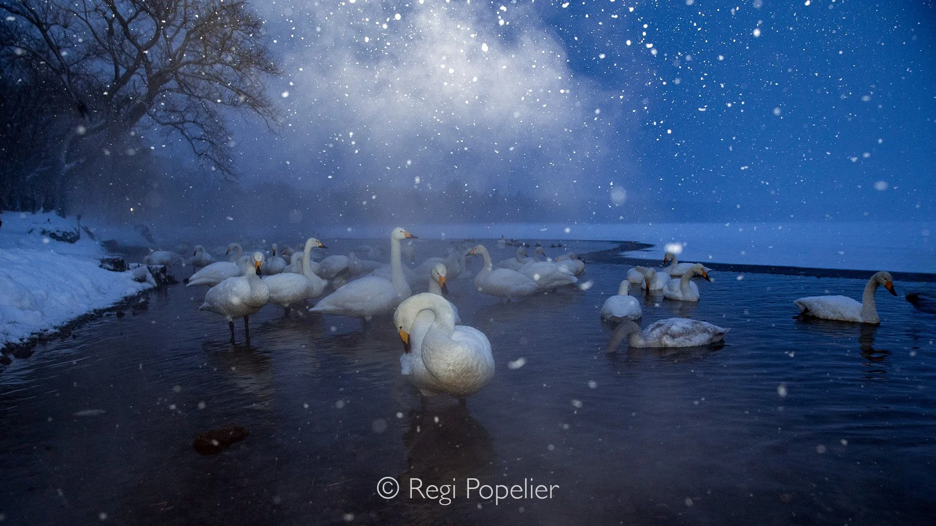 HOK042 -Photographing Whooper Swans at Lake Kushiro as the day fades, with soft evening tones reflecting off the water and the swans drifting quietly into dusk while it starts snowing .