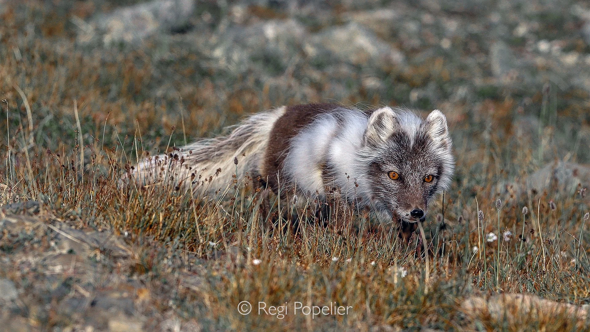 NPOLE087 - The delicate features of an Arctic fox are highlighted in this intimate portrait during its seasonal coat change.