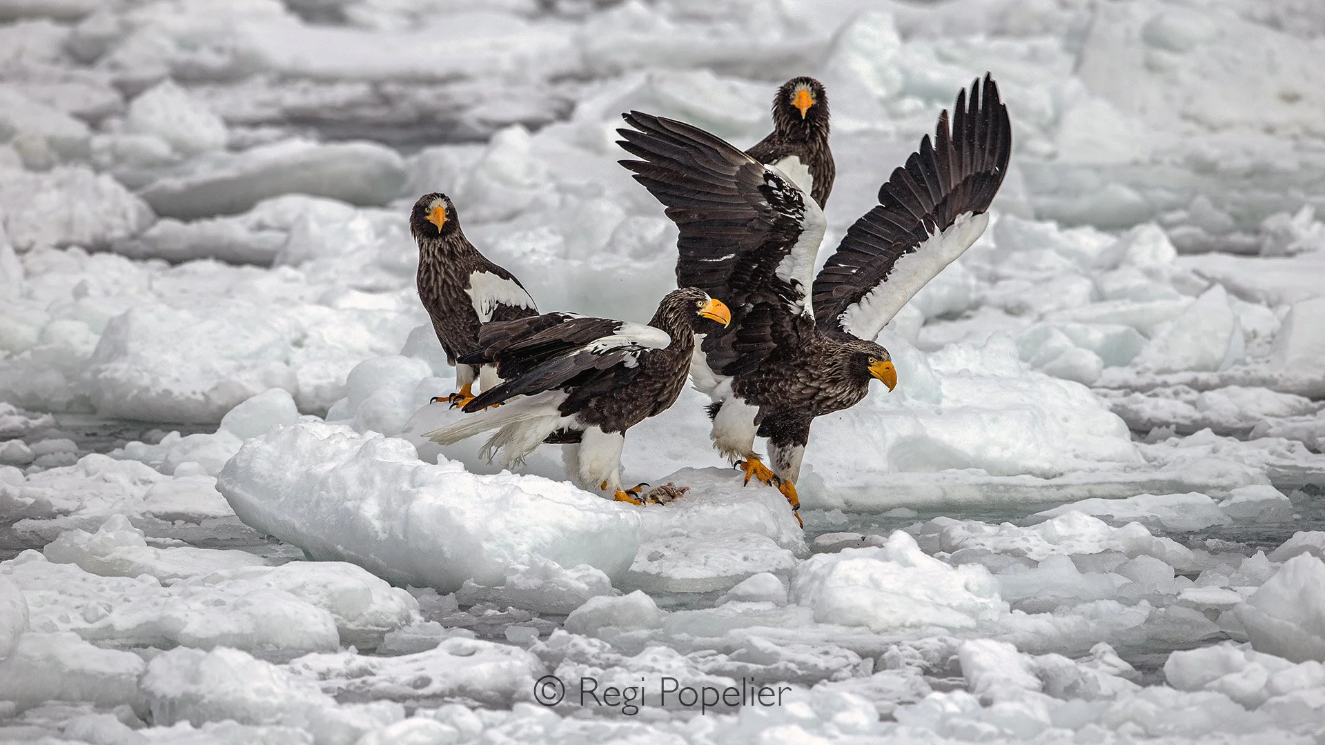 HOK054 - Claiming their spot 