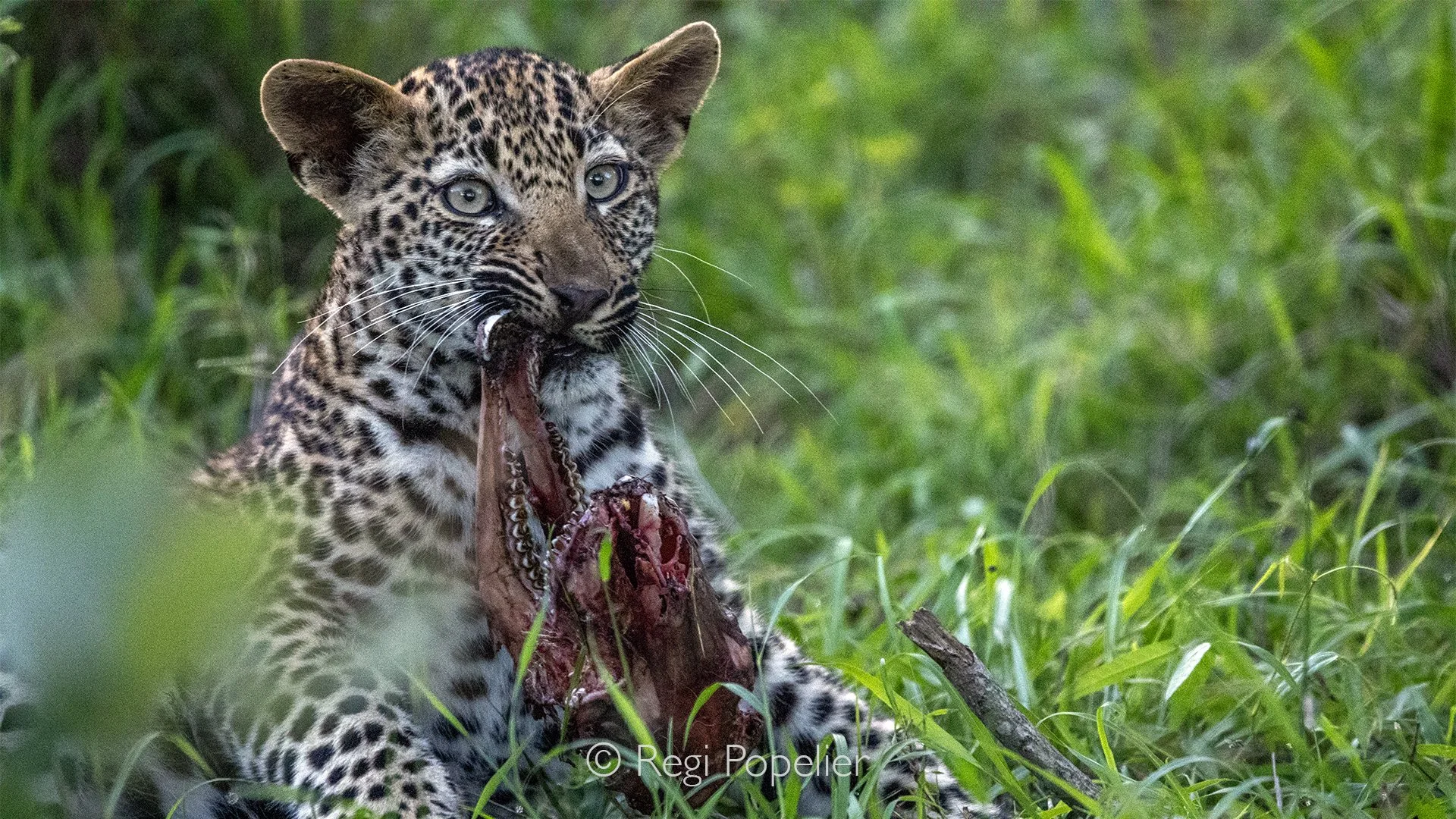 South Africa116 - A young leopard rests beside the remains of a recent meal, its attention shifting between the food and the photographer. Even at this young age, the instinct to guard a hard earned meal is unmistakable, revealing the harsh realities