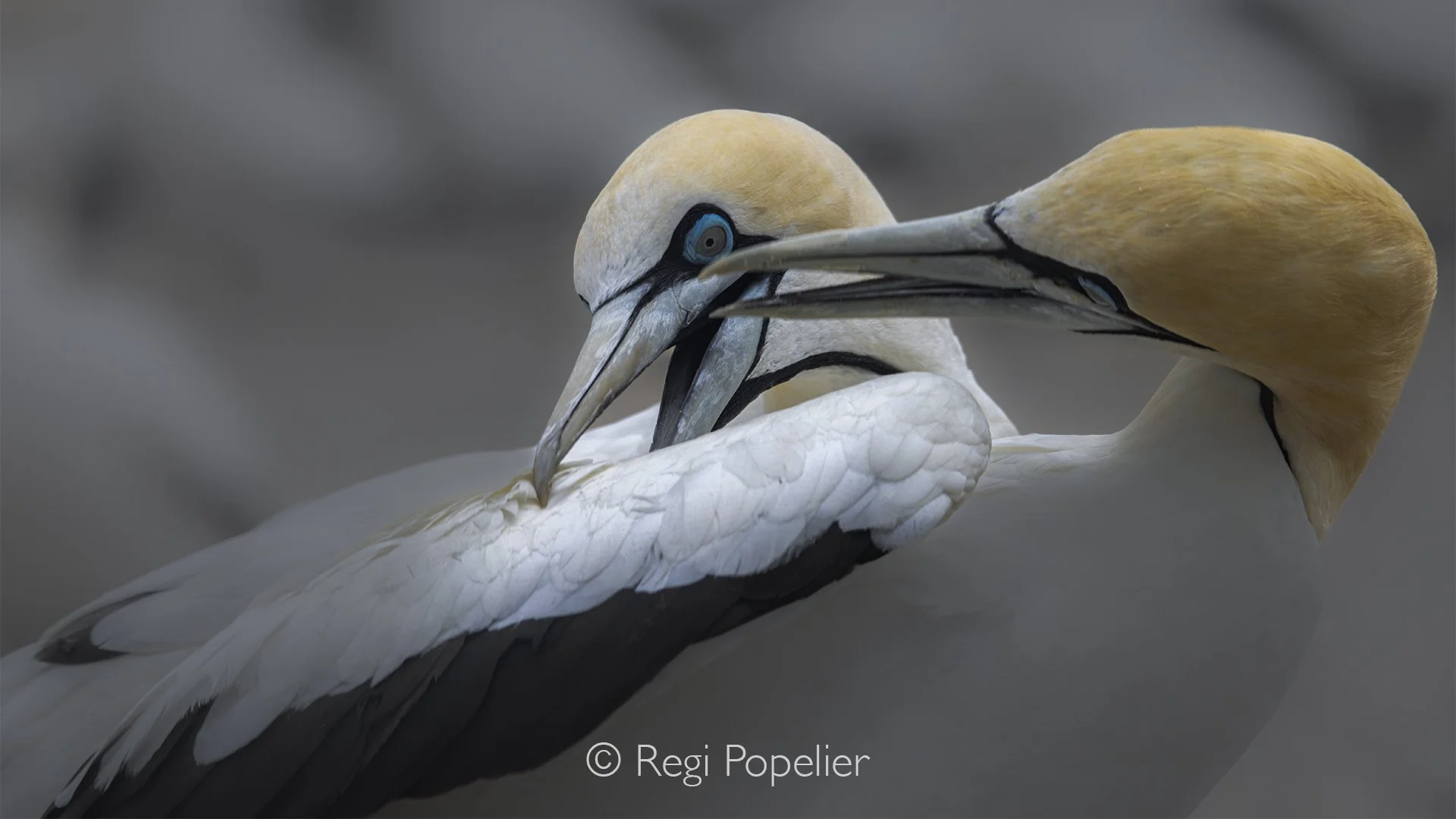 South Africa059 - Several gannets gather shoulder to shoulder, their long necks stretched upward and heads turned toward the open sky. Through my lens, their individual personalities become part of a larger composition, a beautiful celebration of tog