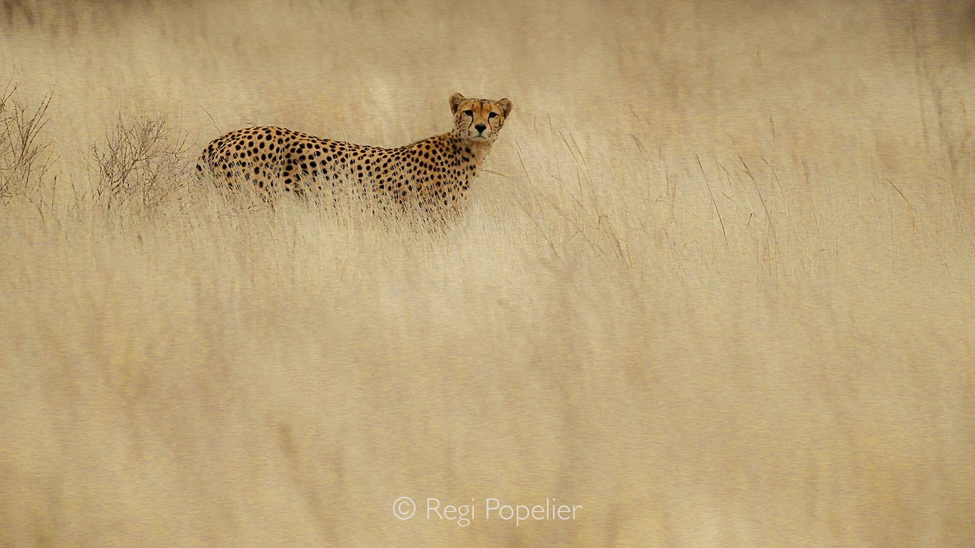 Namibia066 - To capture this cheetah in its perfect, alert posture, intentionally overexposing the frame (+1 or +2 EV) was essential. This technique burns out the harsh reflections of the high, golden grass, preventing the cheetah's beautifully spott