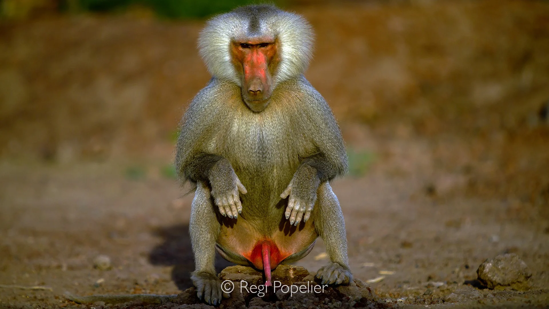 ETH053 -  In full ornate 