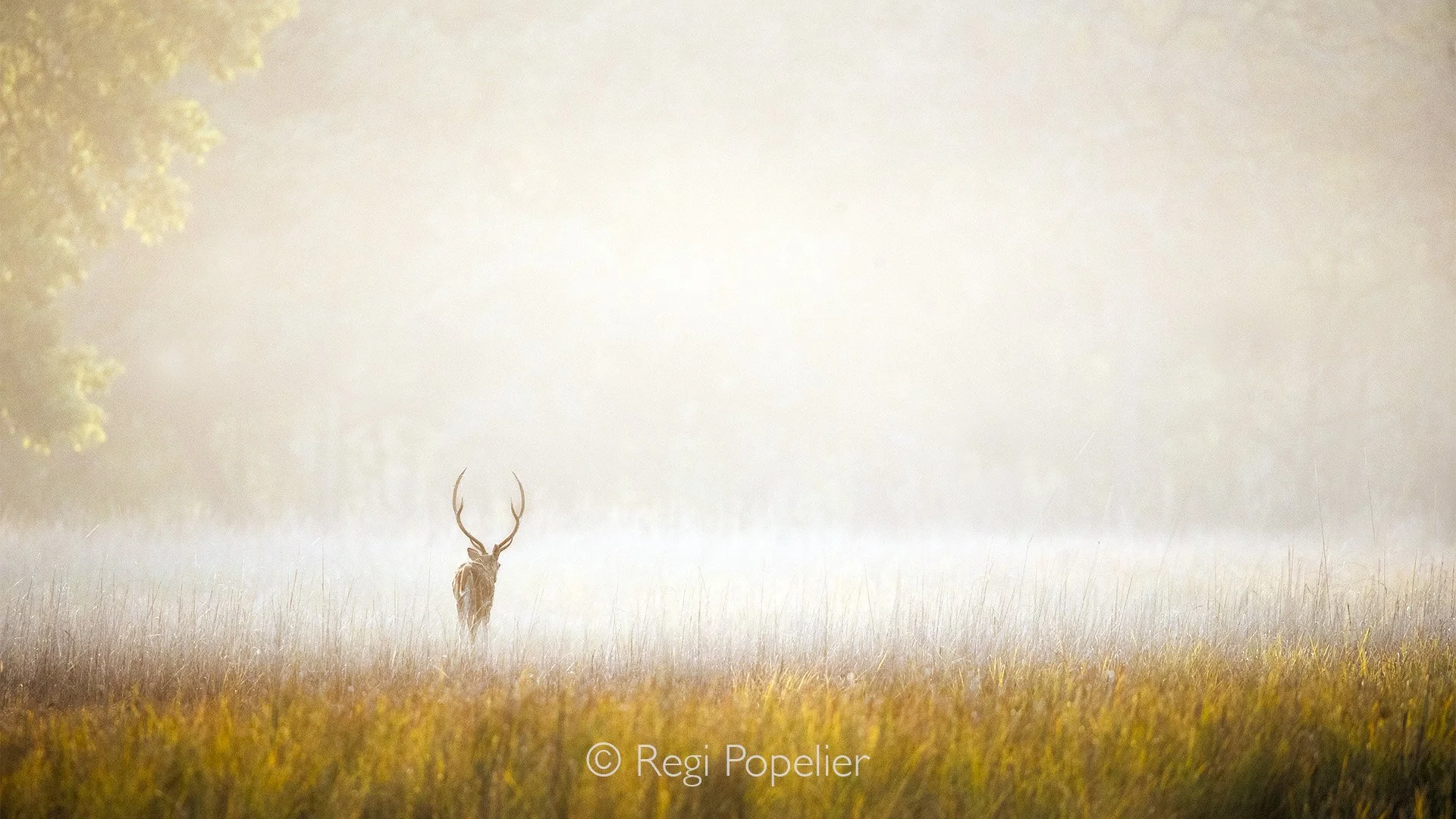 INDIA077 - Another early morning shot when the mist is adding a layer over the grasses. Pench NP .
