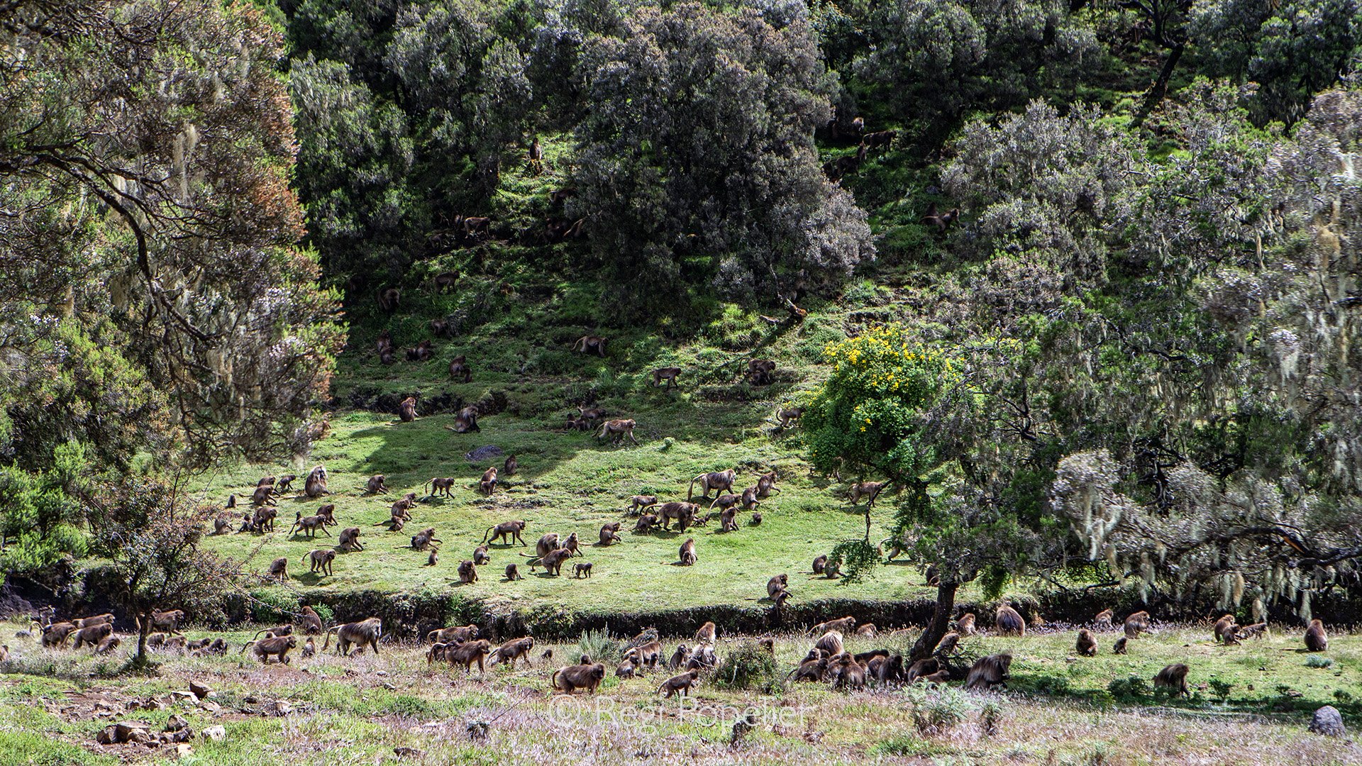 ETH079 - Gelada baboons are moving in great numbers feeding on grasses 