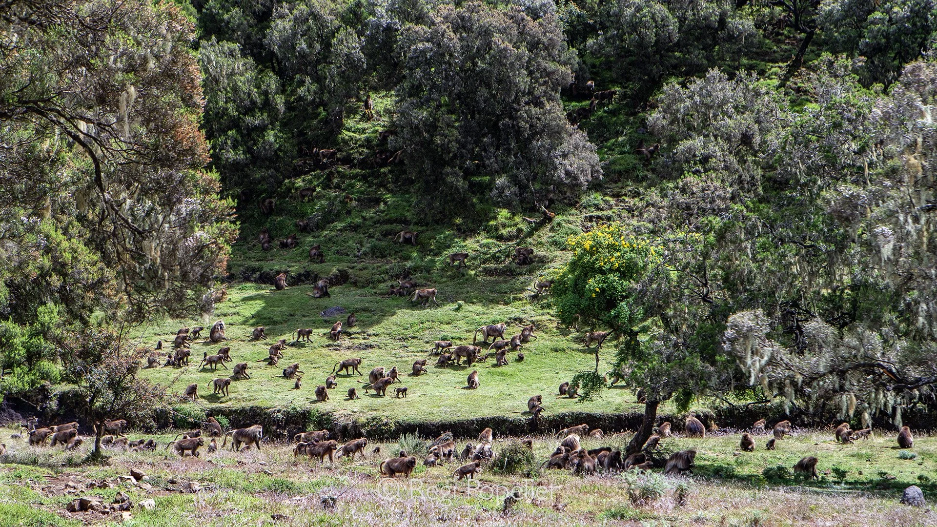 ETH079 - Gelada baboons are moving in great numbers feeding on grasses. 