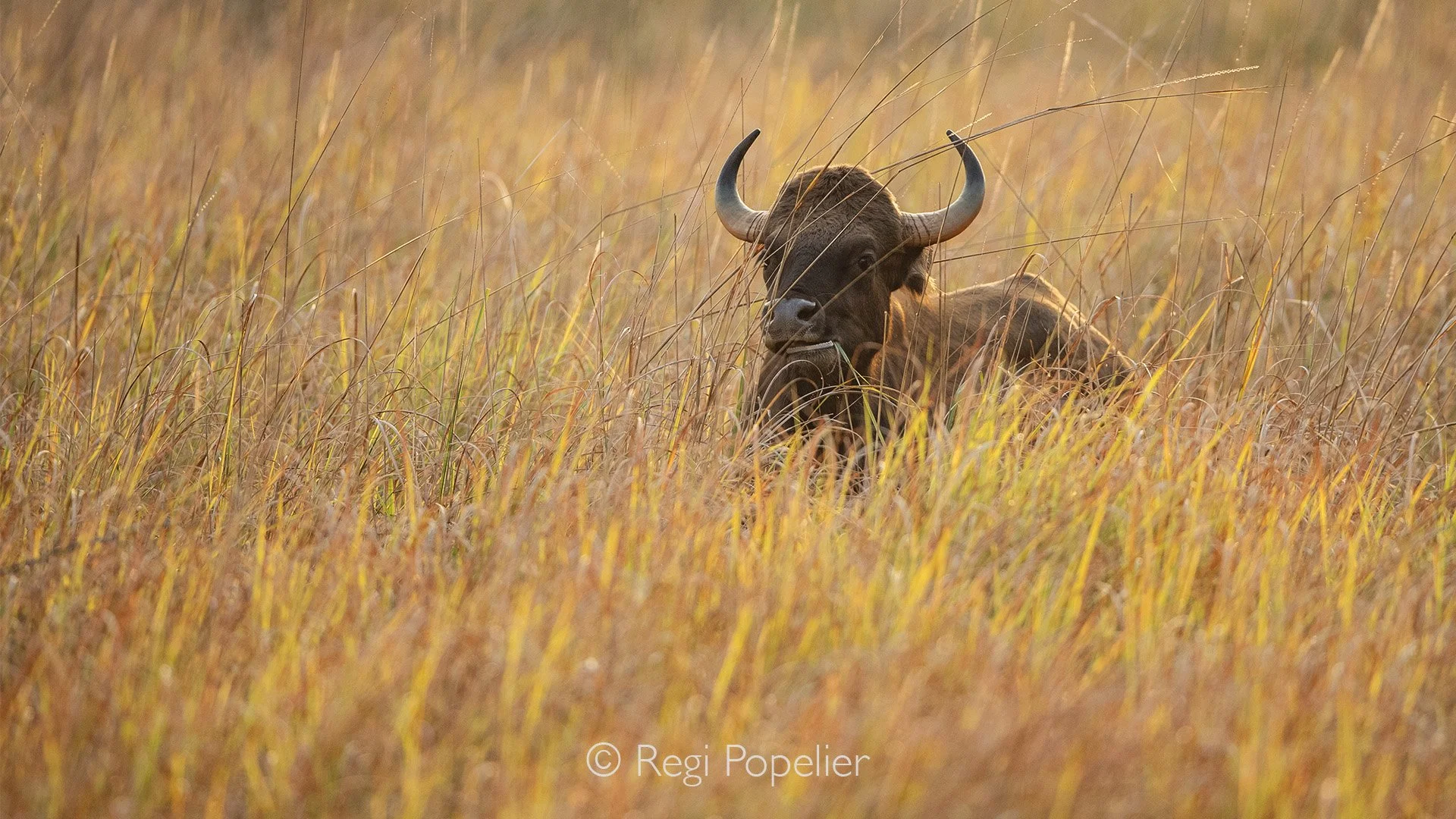 INDIA074 - Image of a Gaur resting in the high grasses. They are also called the Indian bison, and are the largest and most muscular wild cattle species in the world. 