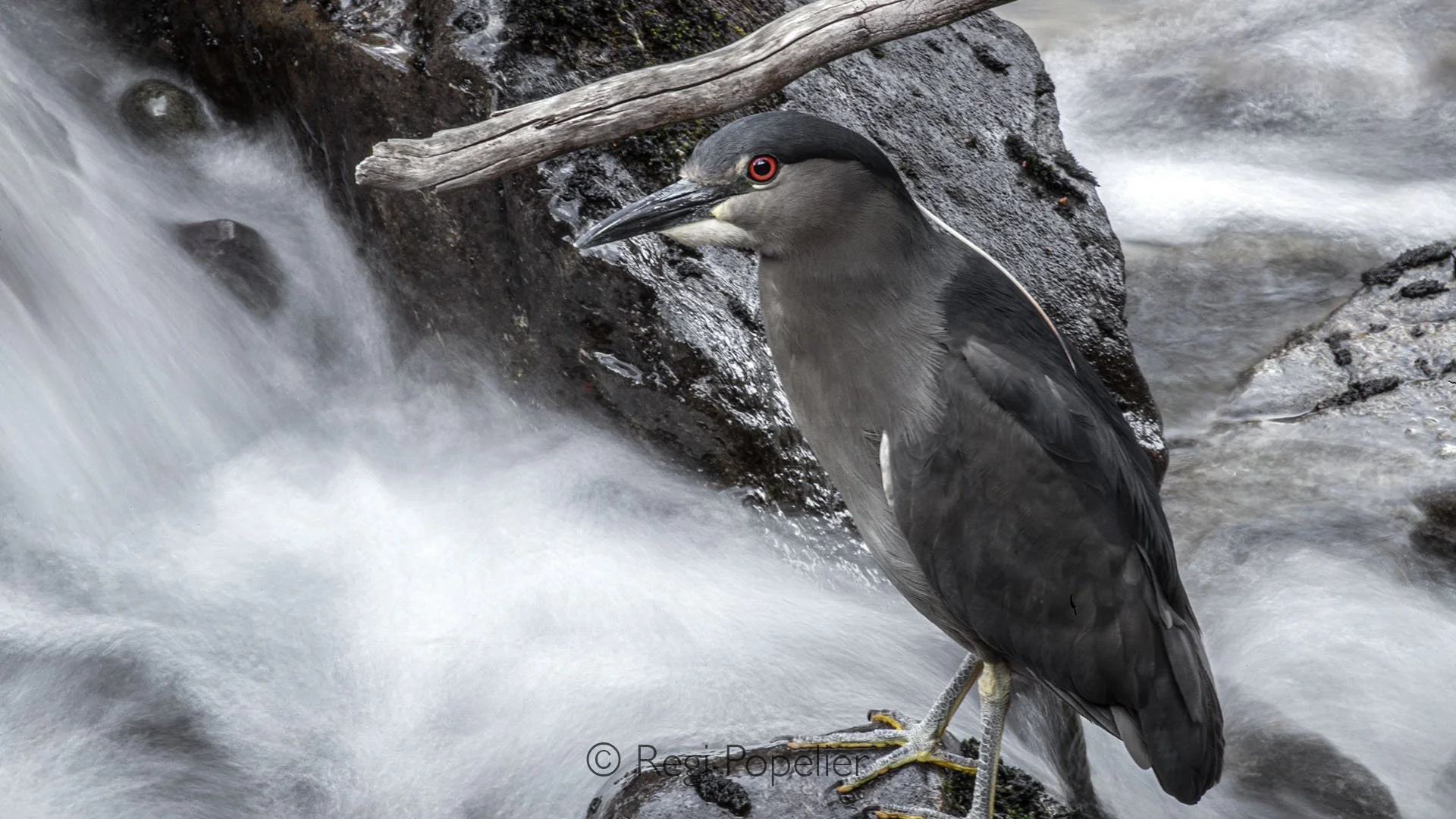 ARG012 - Striated Heron by the flowing water ,captured with  long exposure to reveal the serene movement of the stream.