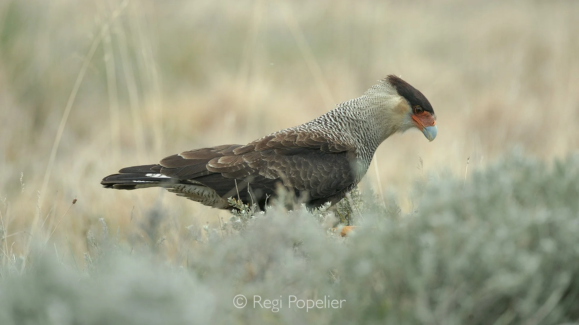 CHILI018 - Caracara in perfect light.