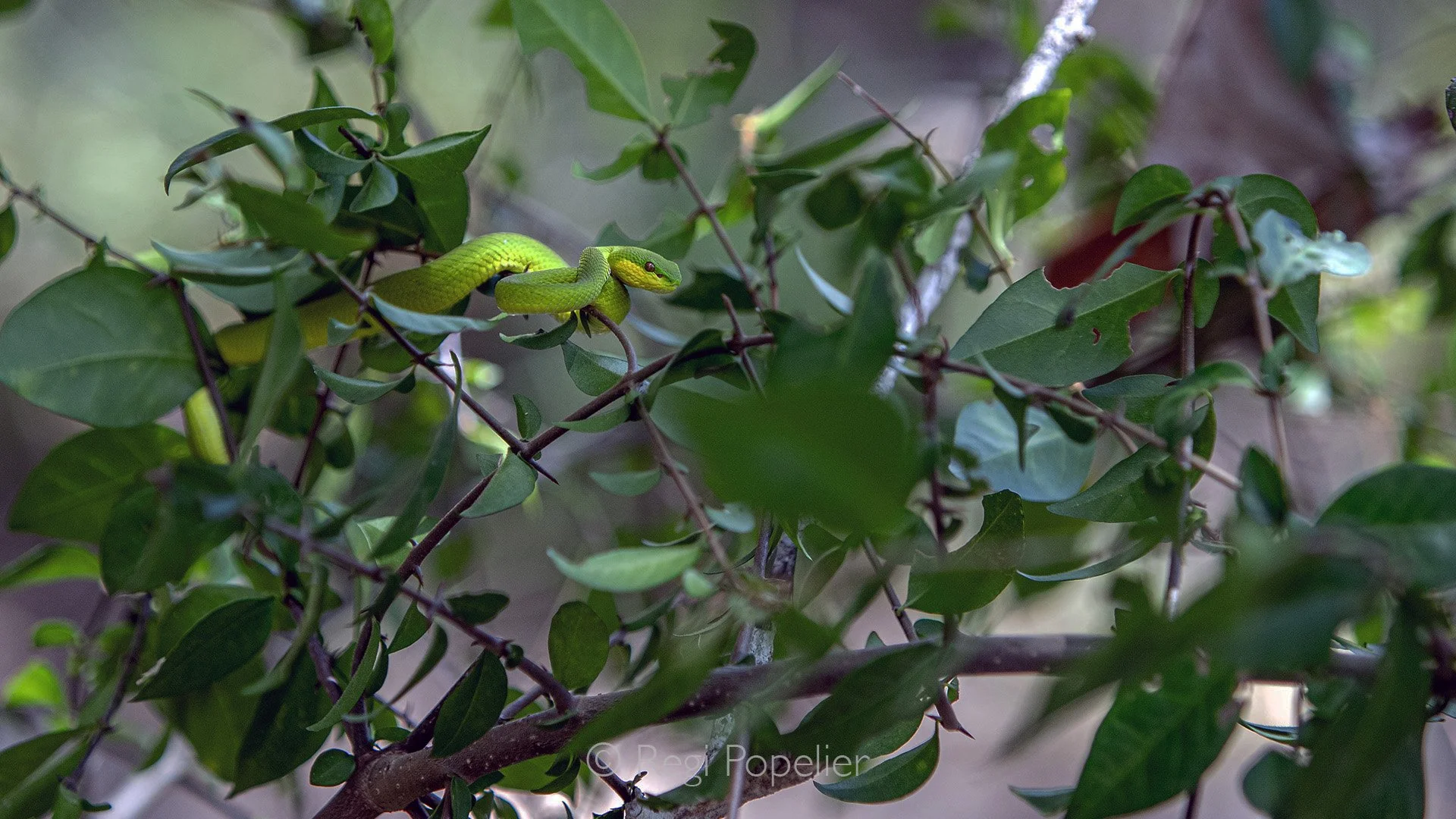 INDO052 - Wagler's Temple Viper (Tropidolaemus wagleri)