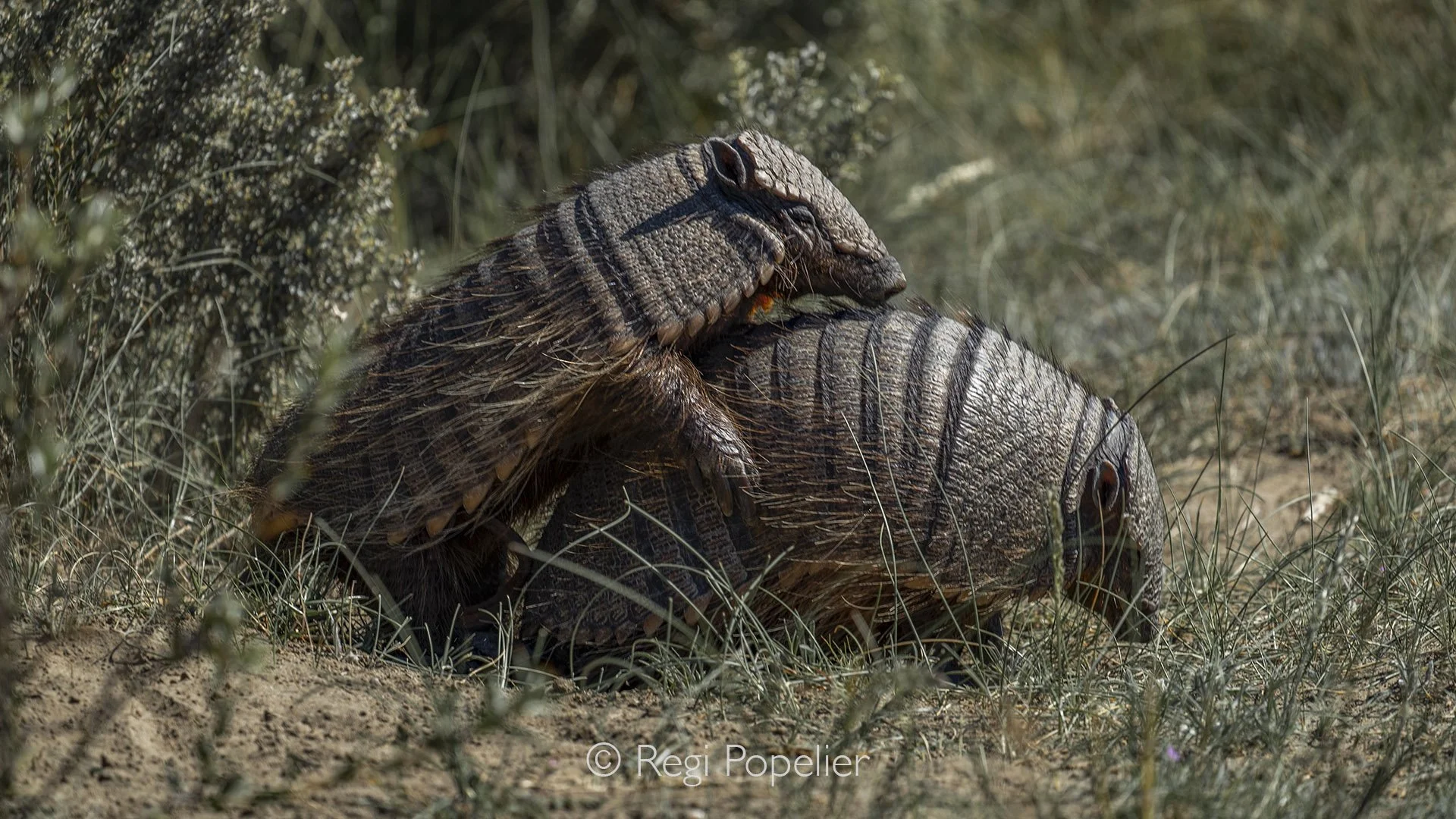 ARG013 - Mating Nine-banded Armadillos, very rare glimpse into the secret life of these unique nocturnal creatures.