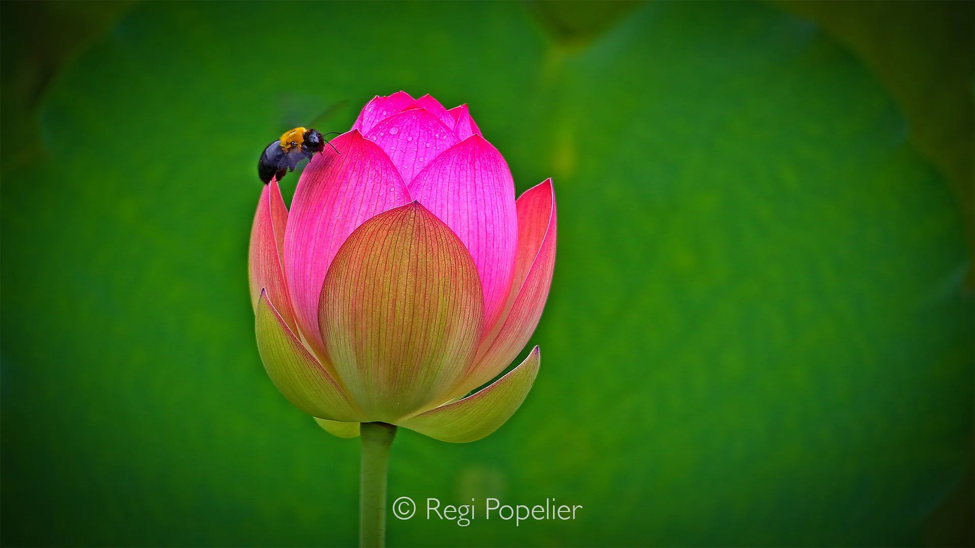 JAP024 - The flower of the sacred lotus (Nelumbo nucifera), still closed, while a bee attempts to enter in search of nectar.