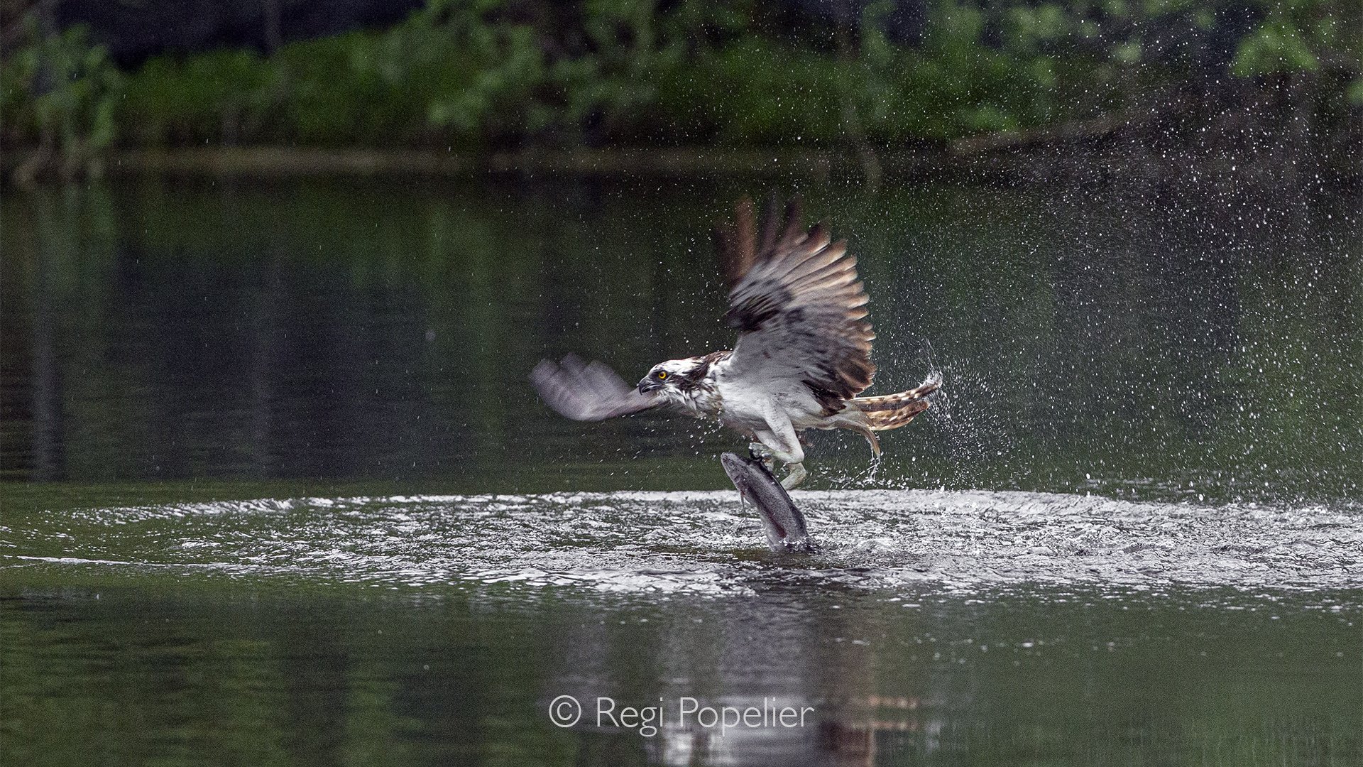 Scotland060 -  The quiet waters explode into movement as the osprey catches a fish and begins to rise above the surface.