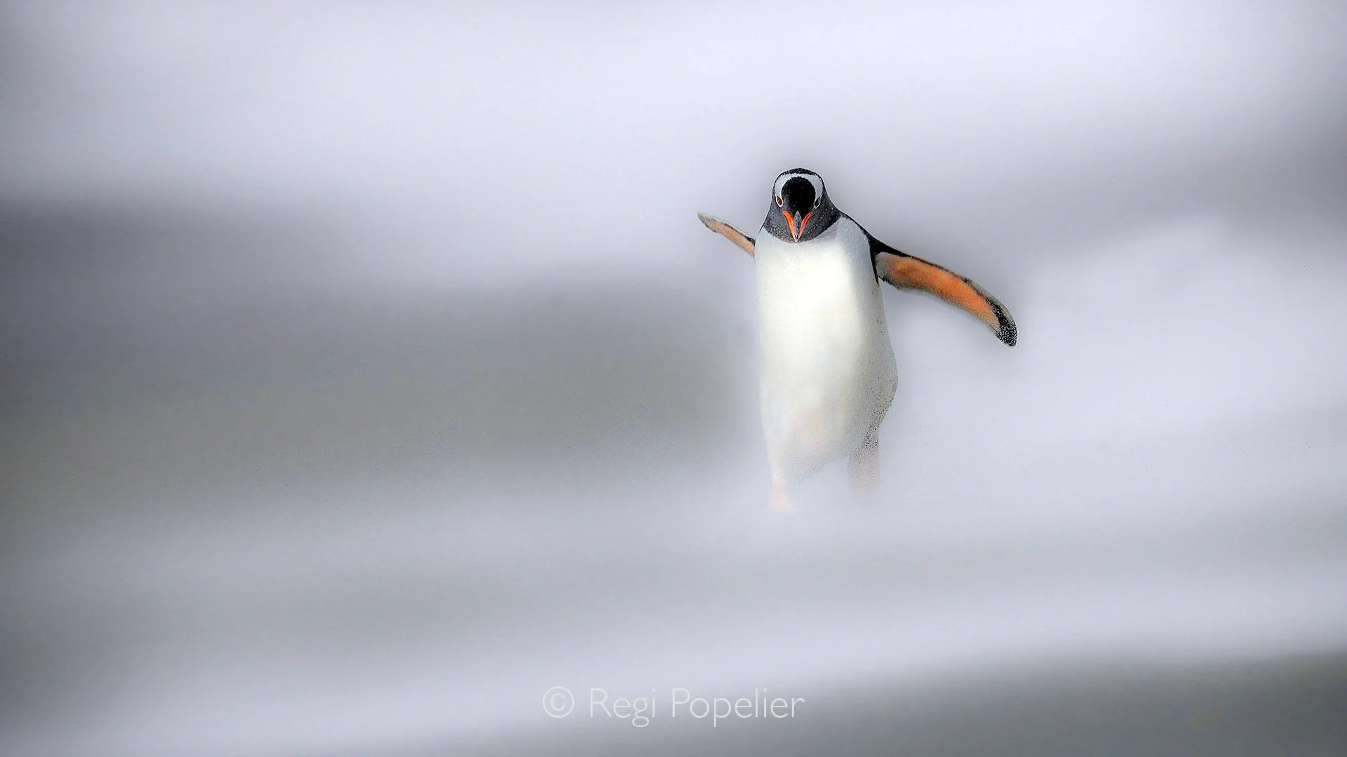 FAL004 - Dramatic low  angle shot of a penguin fighting the elements along the stormy coast.