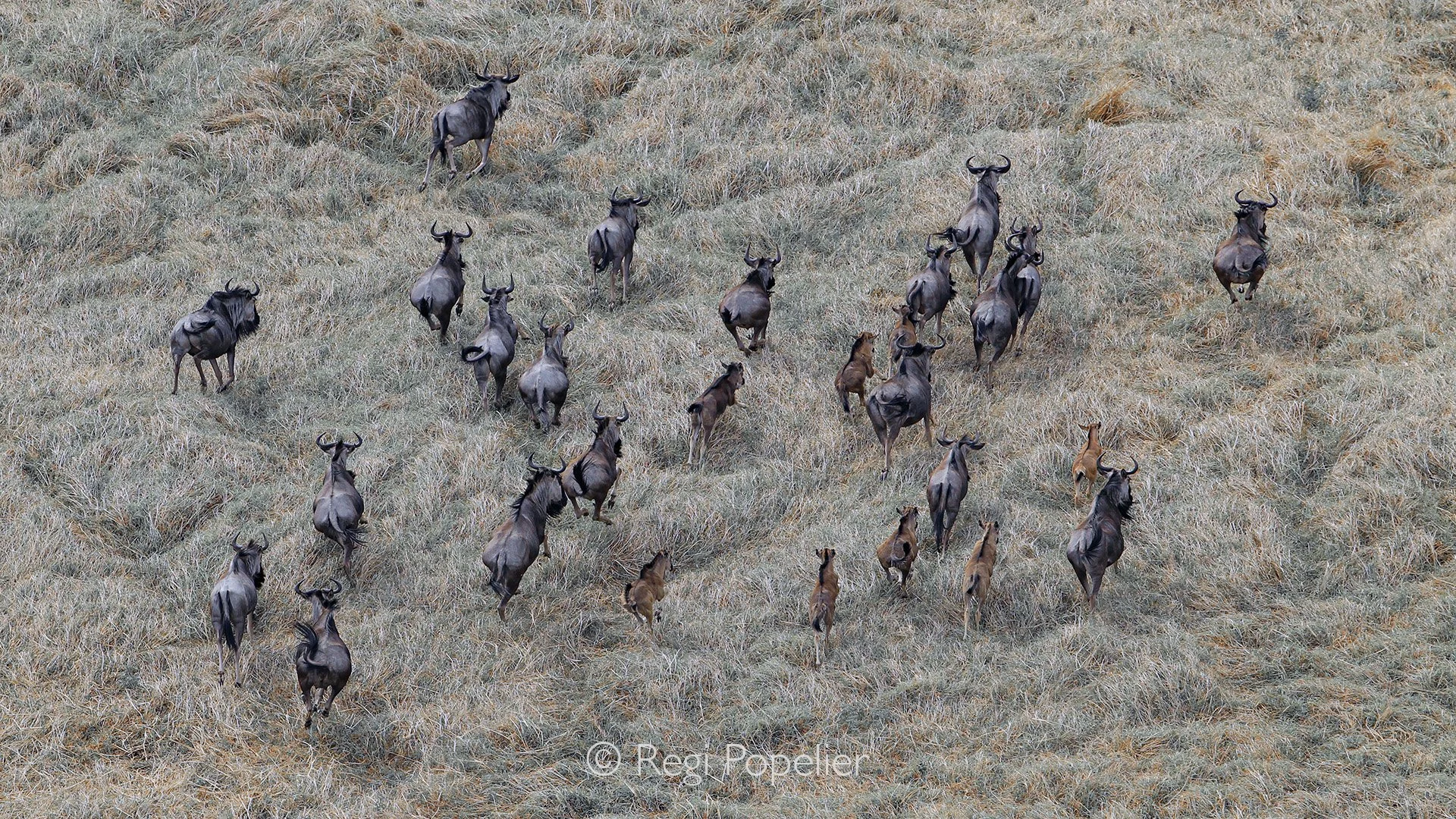ZAMBIA039 - Wildebeests on the run. 