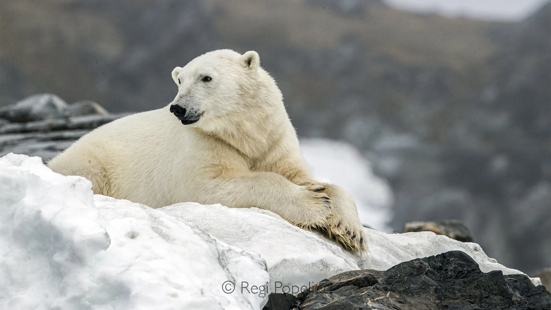 NPOLE041 - Polar bear resting peacefully on the Arctic shore, conserving energy between its long journeys.