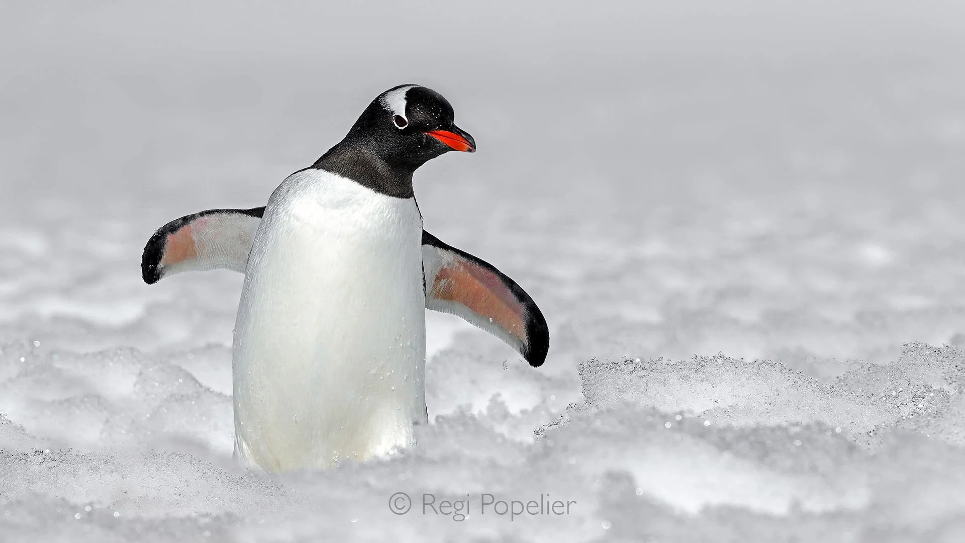 ANT017 - Close-up of a Gentoo penguin waddling through the snow,  charming movement in the frozen Antarctic landscape.