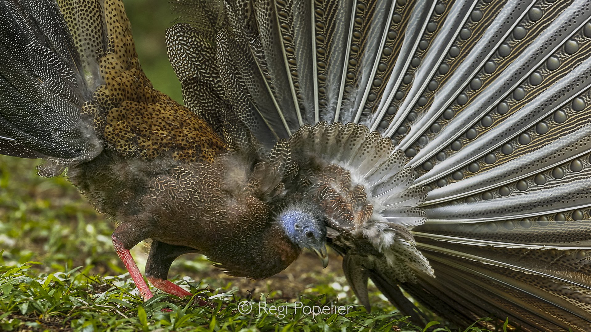 MALAS008 - Another display pose of the Great Argus Pheasant.