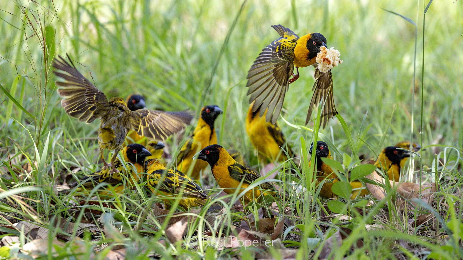 RWANDA077 - A group of weaver birds gathers around a quiet resting place, feeding on the small leftovers left behind by larger animals and visitors. Their quick movements and constant chatter bring life to the scene, showing how even the smallest opp