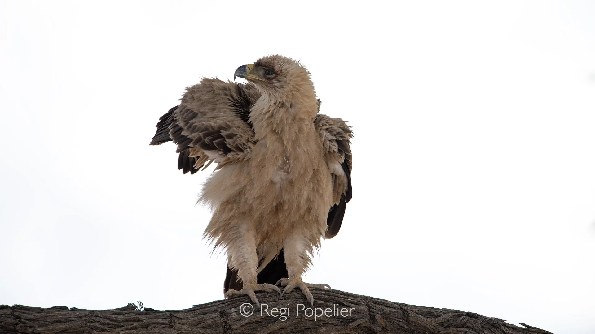 South Africa045 - Brown snake eagle.