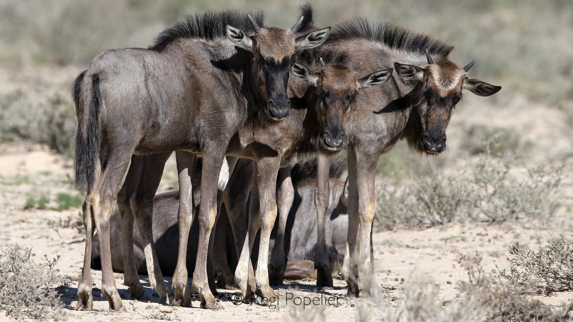 South Africa023 - Four curious juvenile wildebeest pause together in the open Kalahari, their attentive eyes fixed on the photographer. United by curiosity and caution, they offer a charming glimpse into the early lives of these iconic antelope.