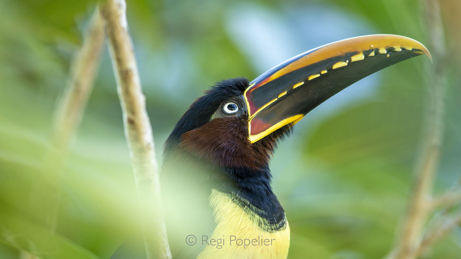 BRA013 - The Aracari Toucan in all its splendor, vivid colors and a striking beak.