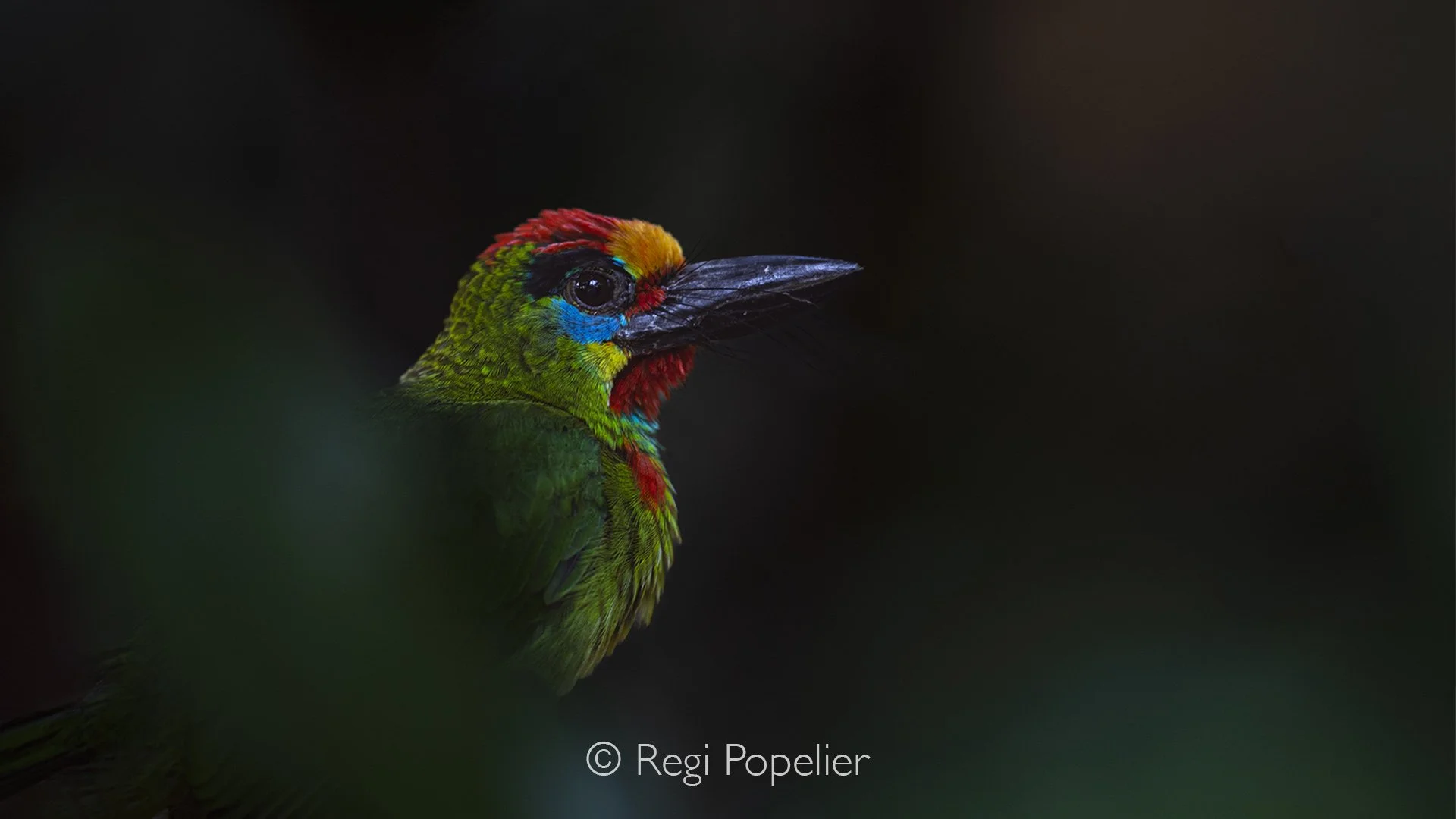 MALAS013 - The black-browed barbet is an Asian barbet find in Peninsular Malaysia and Sumatra.