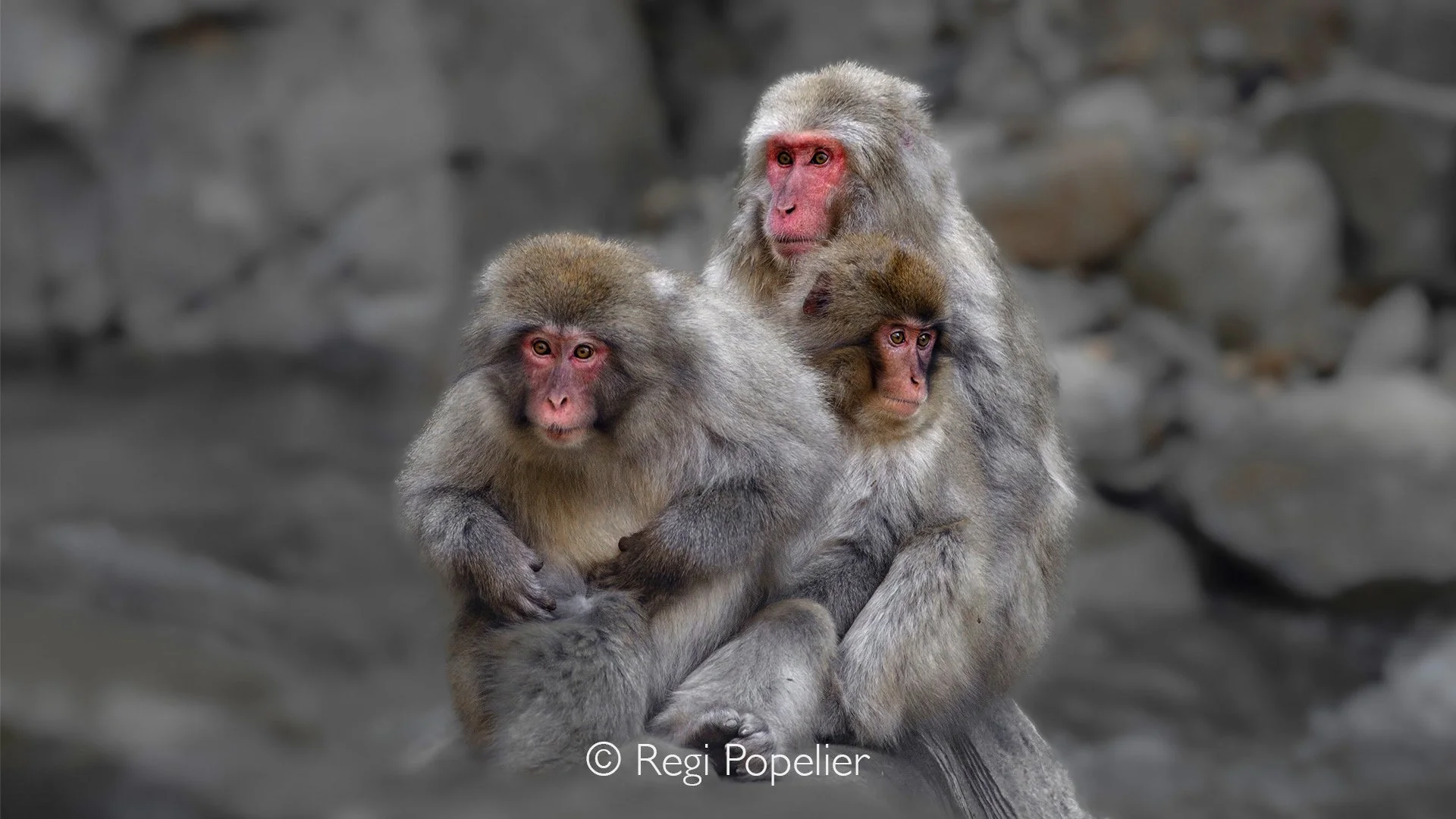 JAP012 - A family gathered on a rock in the hot springs, an unforgettable and heartwarming sight.