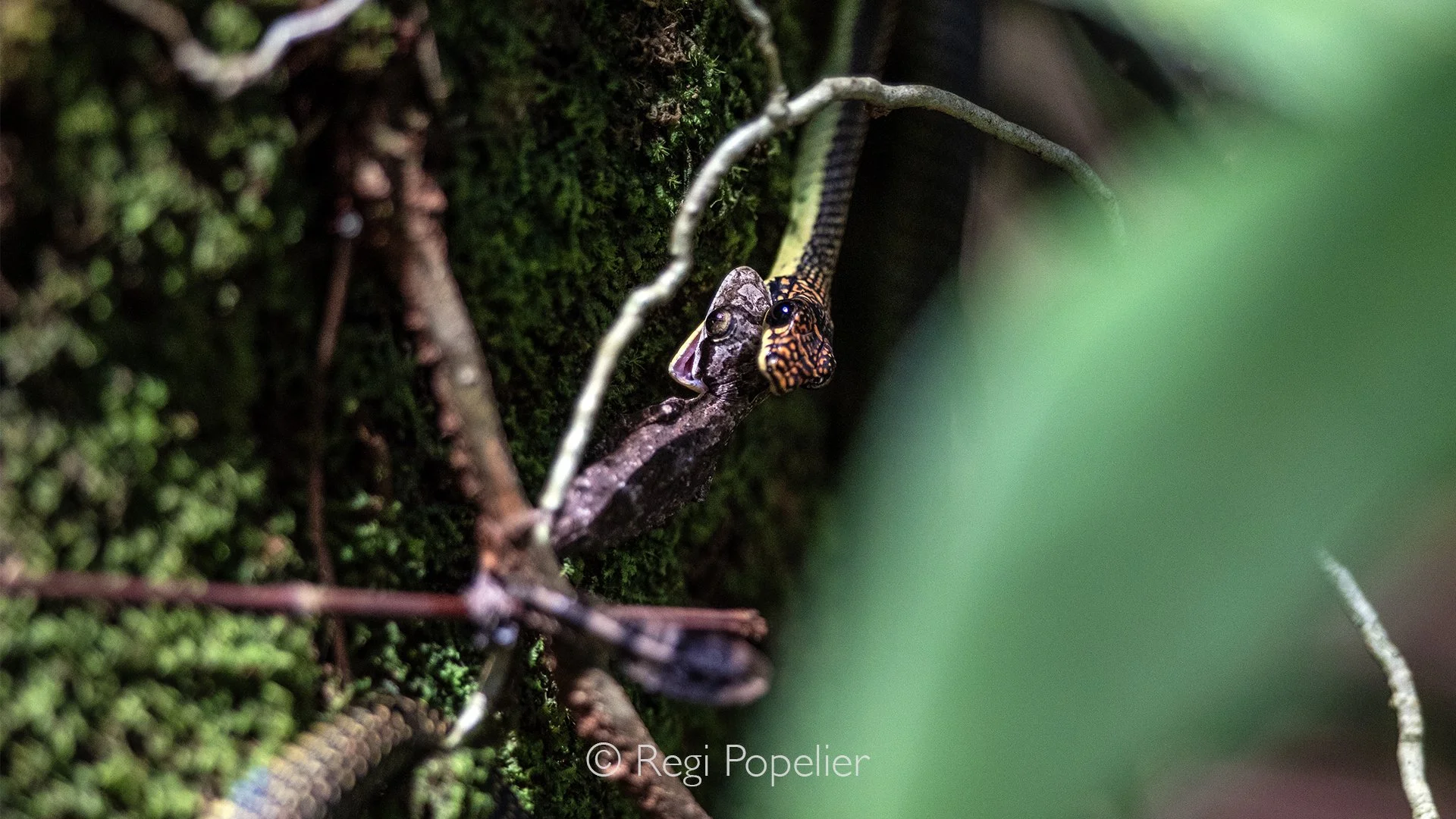 INDO012 - From another angle 