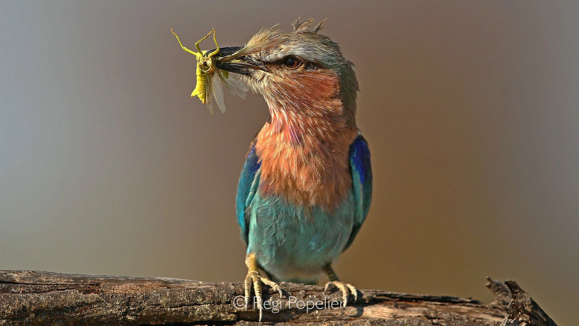 Namibia028 - Lilac Crested roller while having his snack.