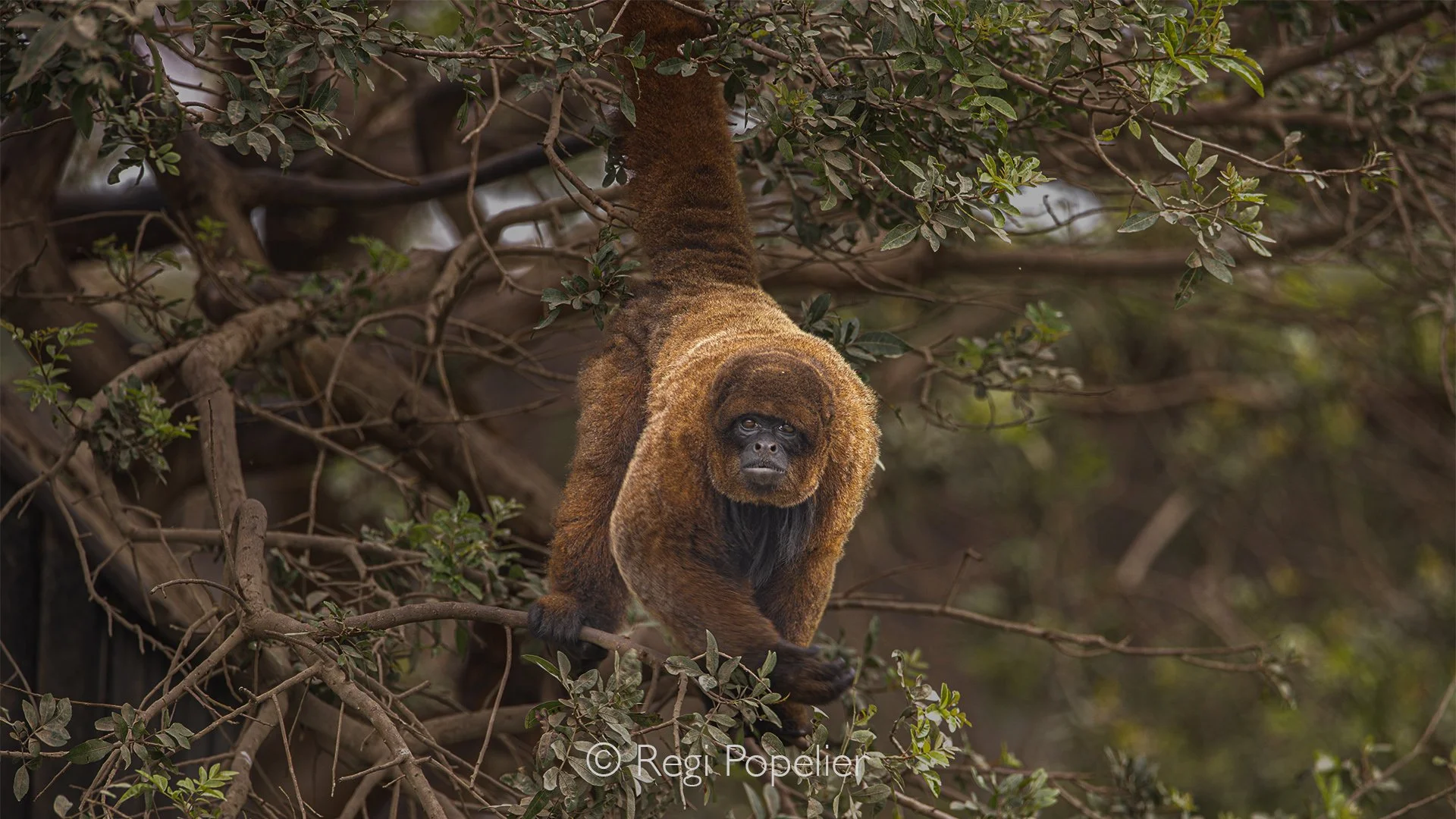 PERU032 - As our boat glides quietly along the river, a woolly monkey pauses high in the rainforest canopy, looking down with curiosity at this unusual visitor passing through its world.