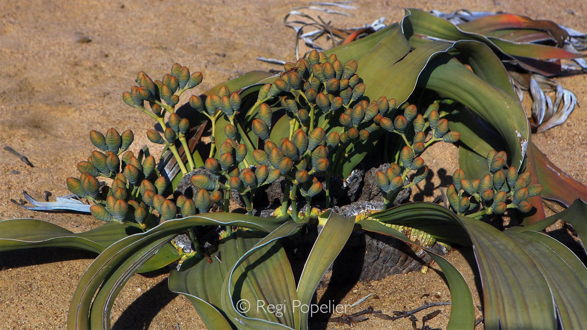 Namibia008 - The Welwitschia Mirabilis is a plant which is endemic to the Namib desert in Namibia and Southern Angola. 
