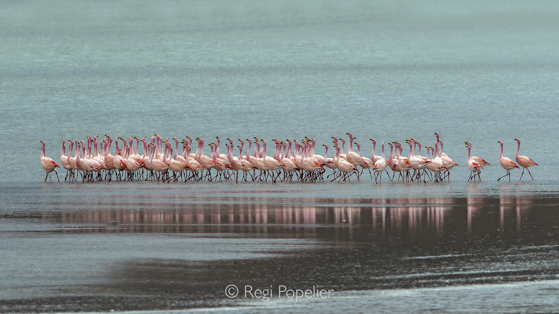 BOL005 -  Andean flamingo's stands poised in the cool, high-altitude light, its pale pink feathers glowing softly against the shimmering surface of the Andean lagoon. The bird lifts its head, eyes alert, as if listening for an ancient rhythm carried 
