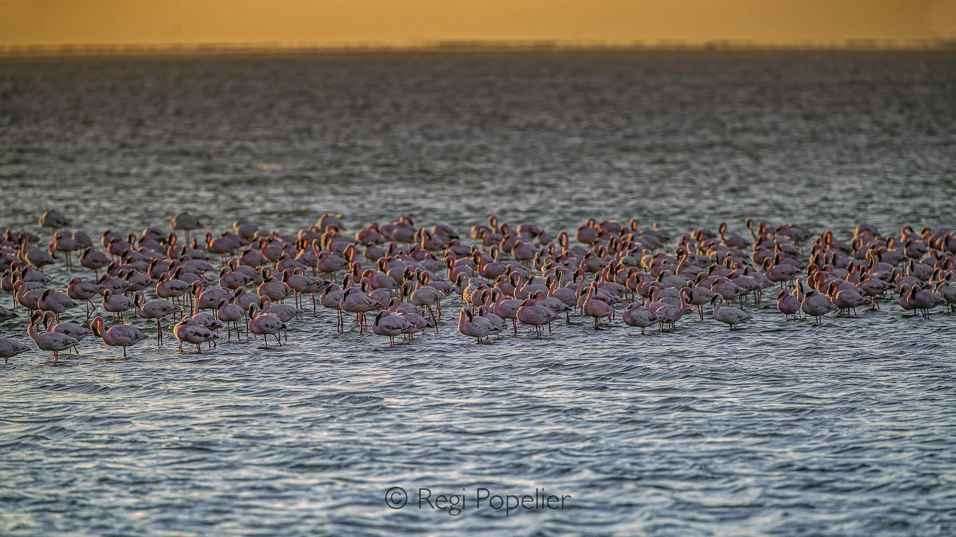 Namibia040 - Flamingos at sunset 