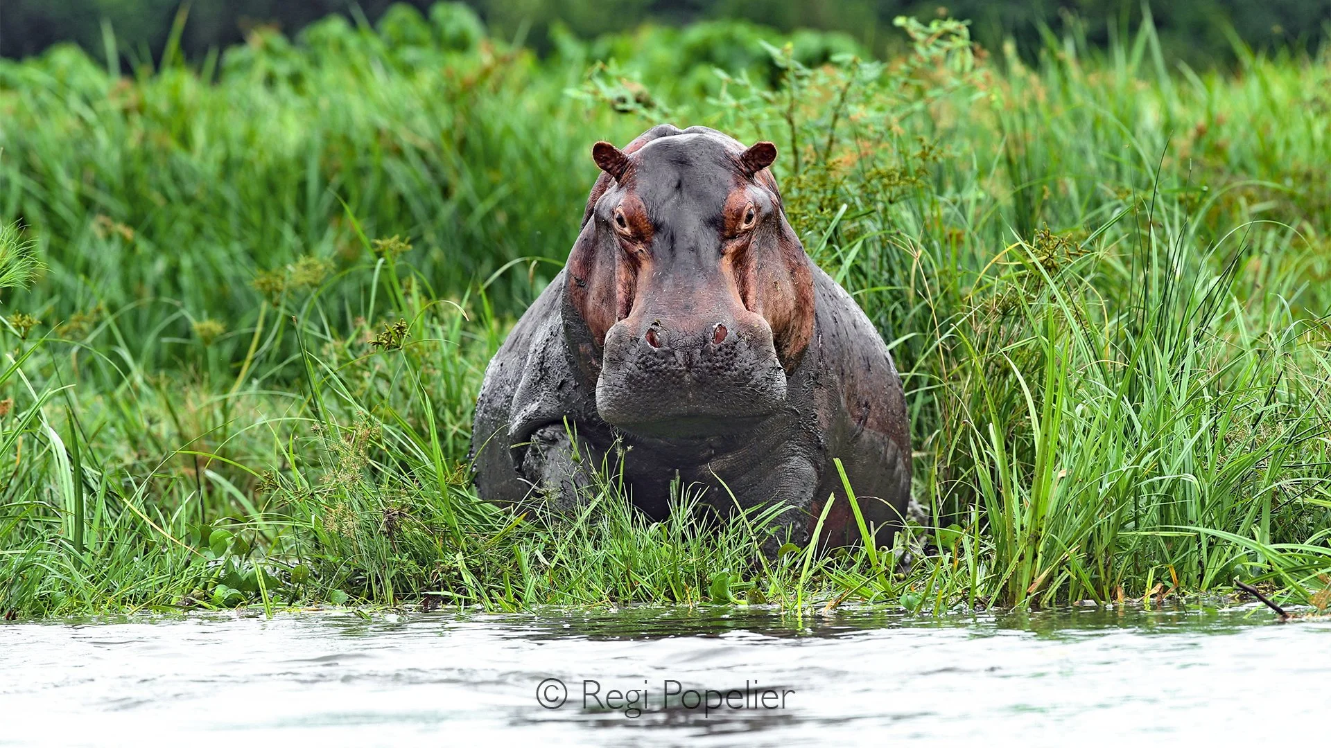 RWANDA083  - Hidden along the riverbank, my boat remains still as the tall grasses suddenly begin to move. Slowly, the massive head of a bull hippopotamus rises from the vegetation, appearing almost out of nowhere. With his eyes fixed in my direction