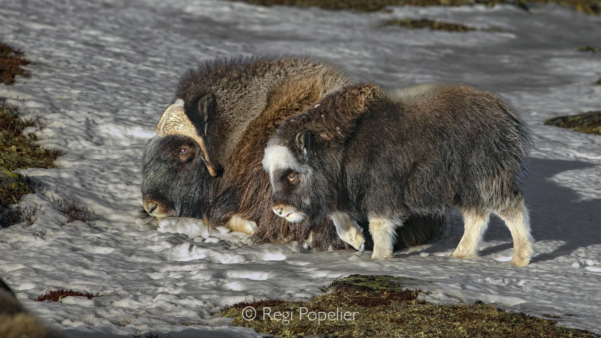 NORWAY051 - Mother and calf. 