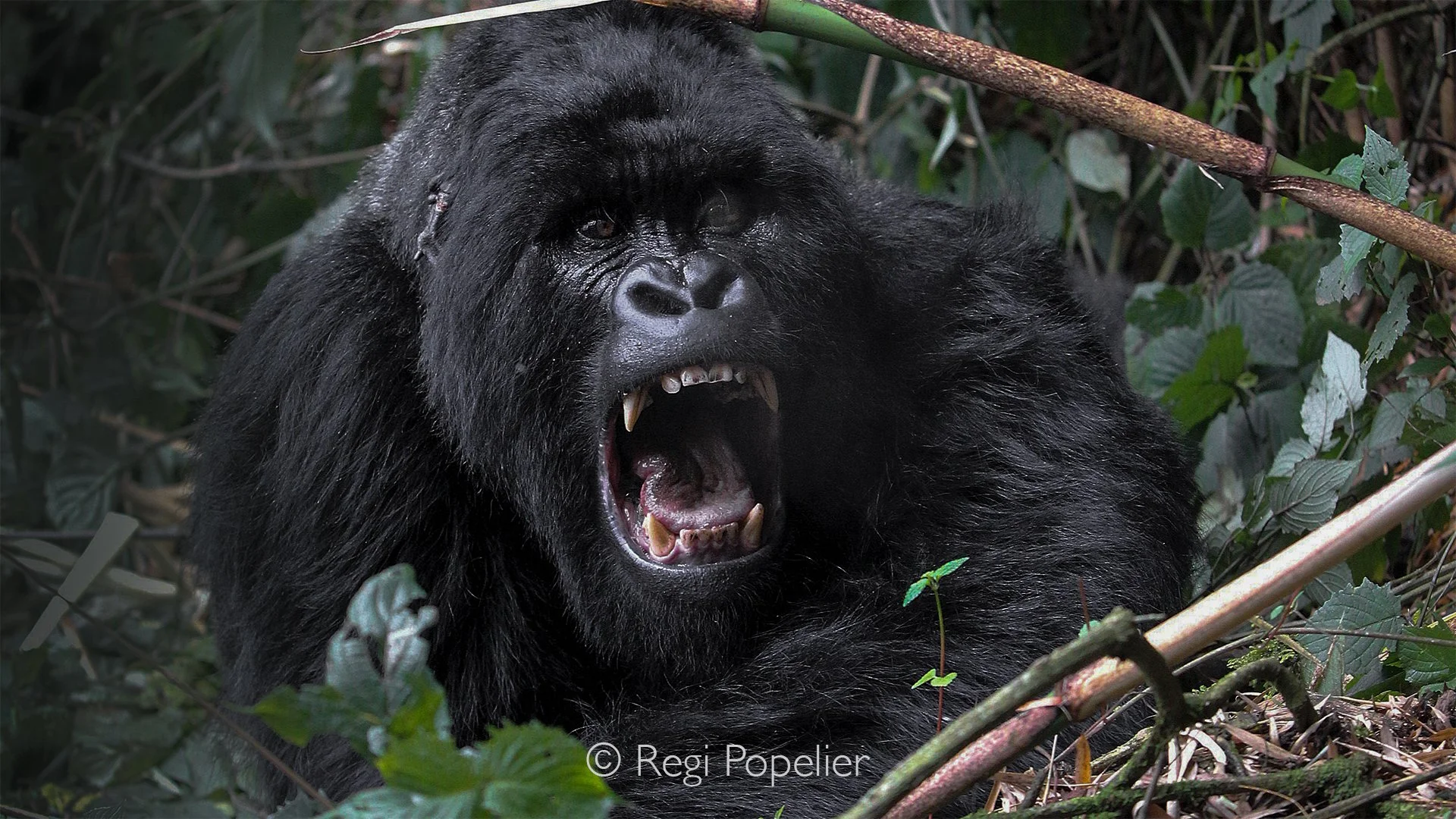 RWANDA026 - The silverback suddenly bares his impressive teeth during a powerful warning display. Although dramatic, such behaviour serves primarily to protect his family rather than attack intruders.